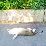 ねこ、風太　ゴロゴロ