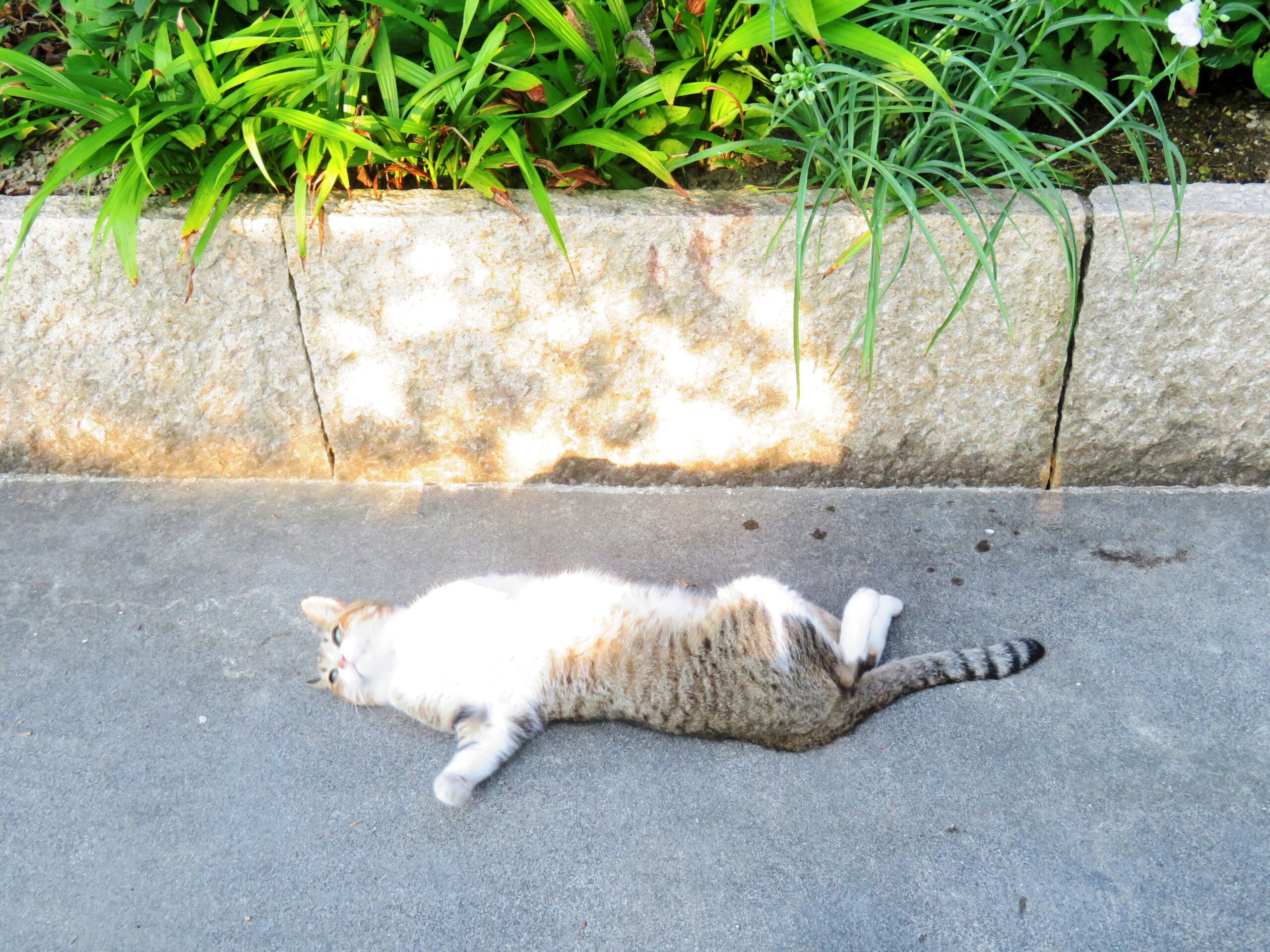 ねこ、風太　ゴロゴロ