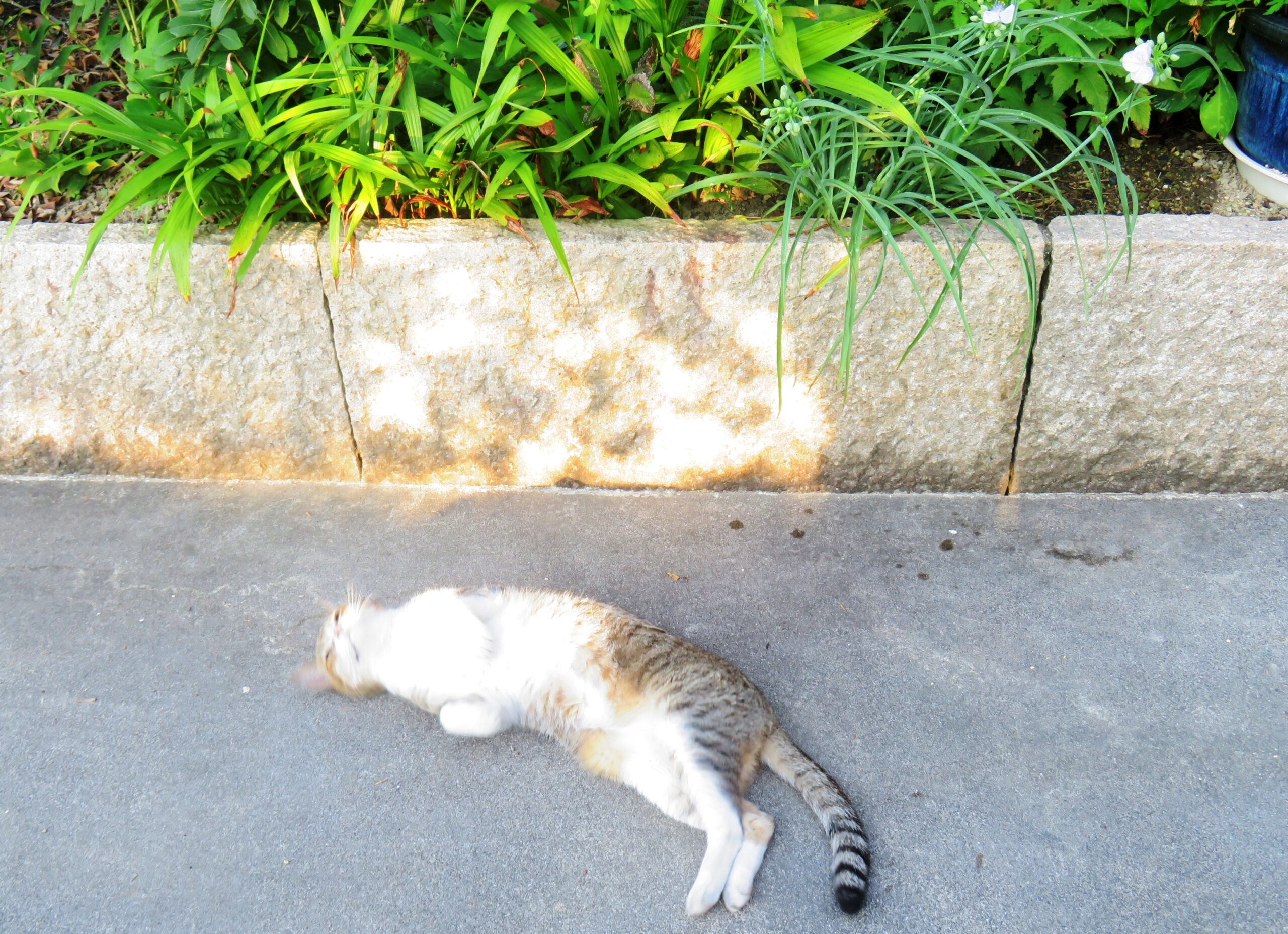 ねこ、風太　ゴロゴロ