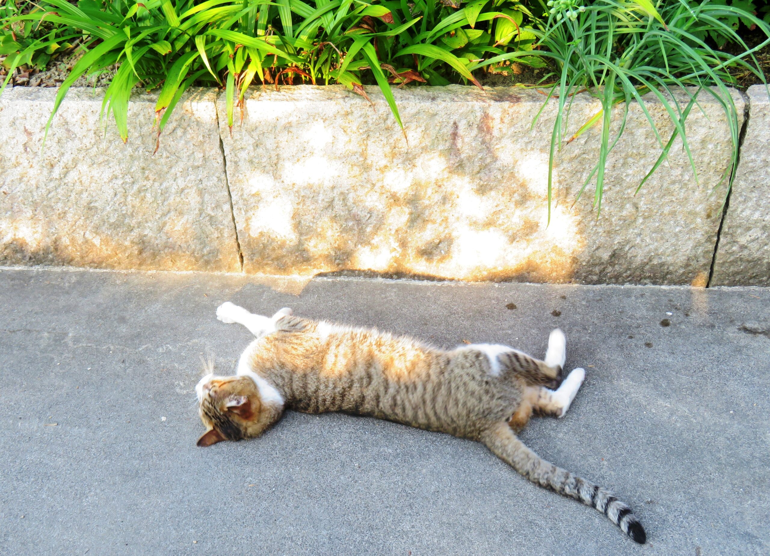 ねこ、風太　ゴロゴロ