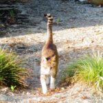 ねこ、風太　巡回