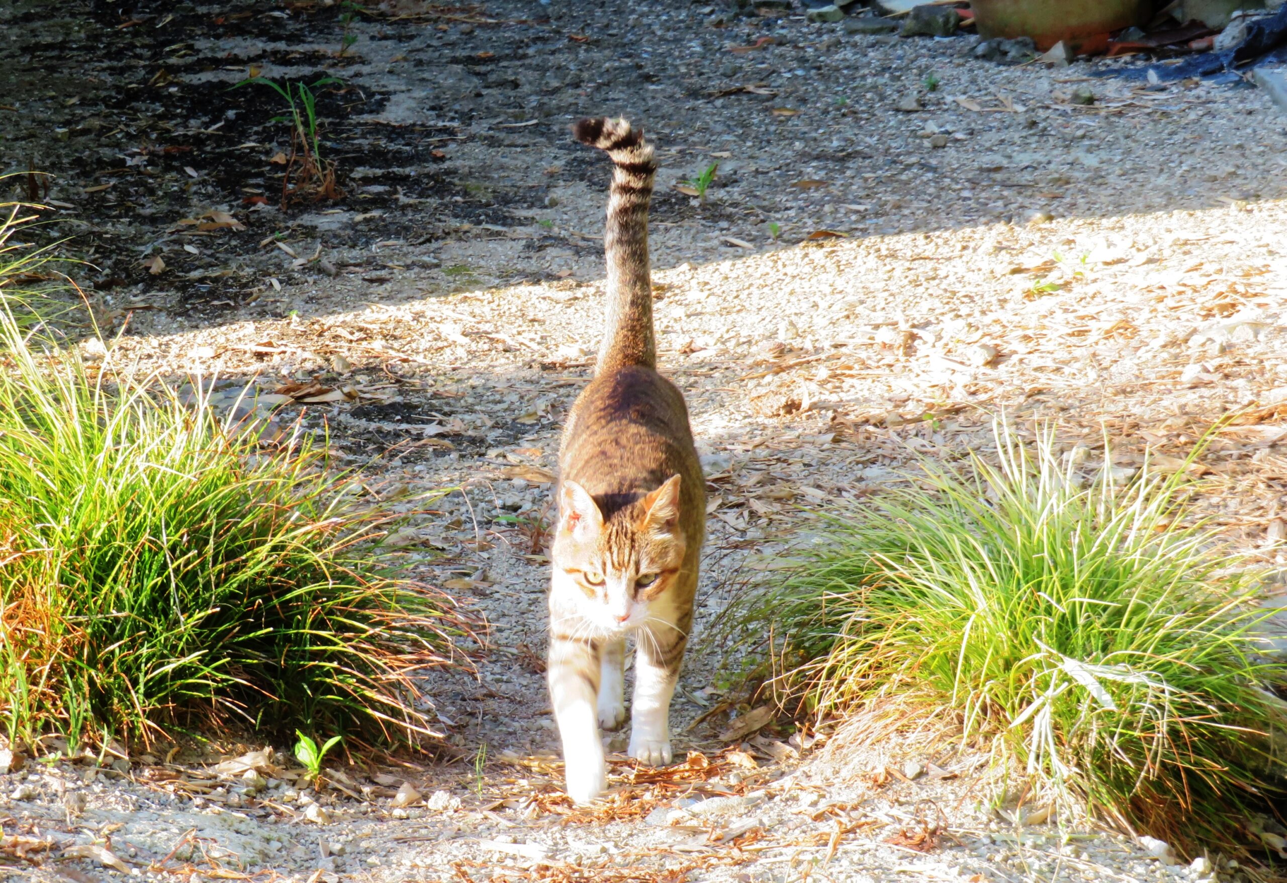 ねこ、風太　巡回