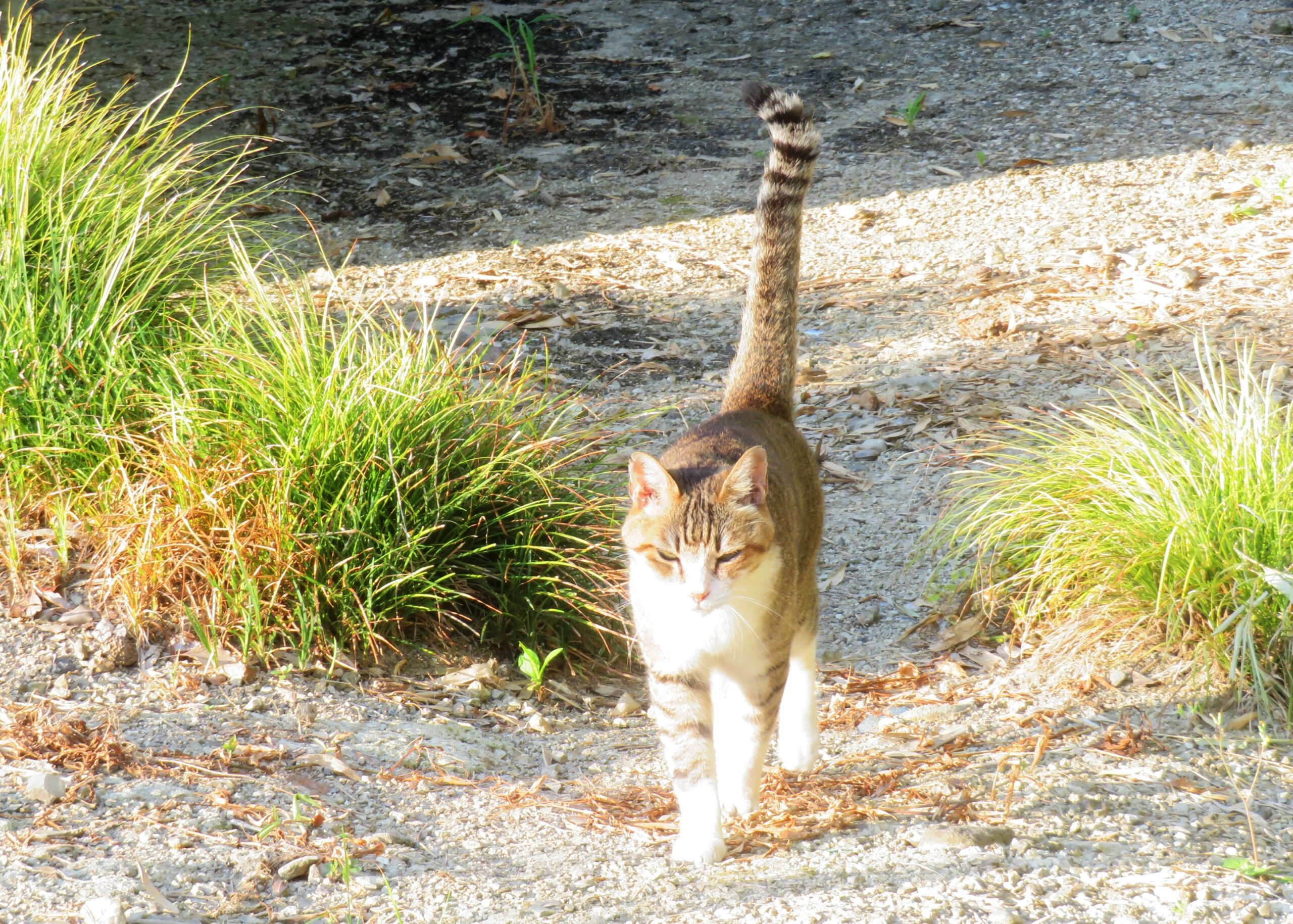 ねこ、風太　巡回