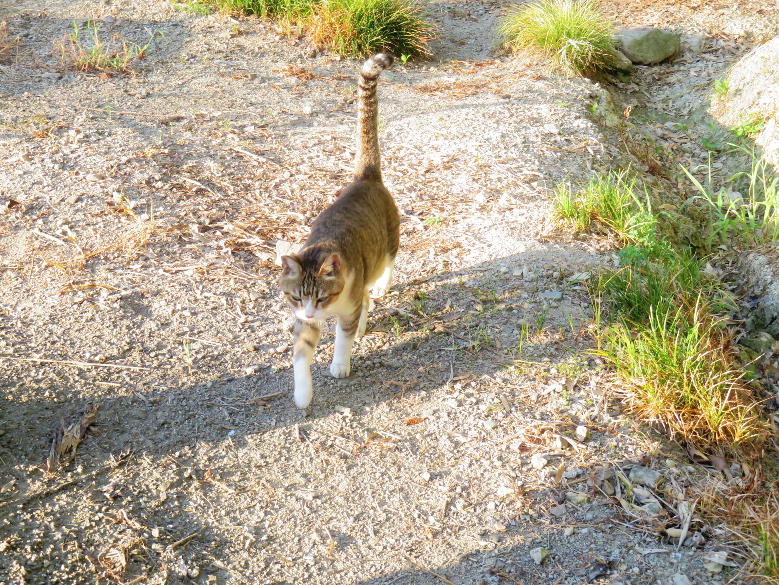 ねこ、風太　巡回