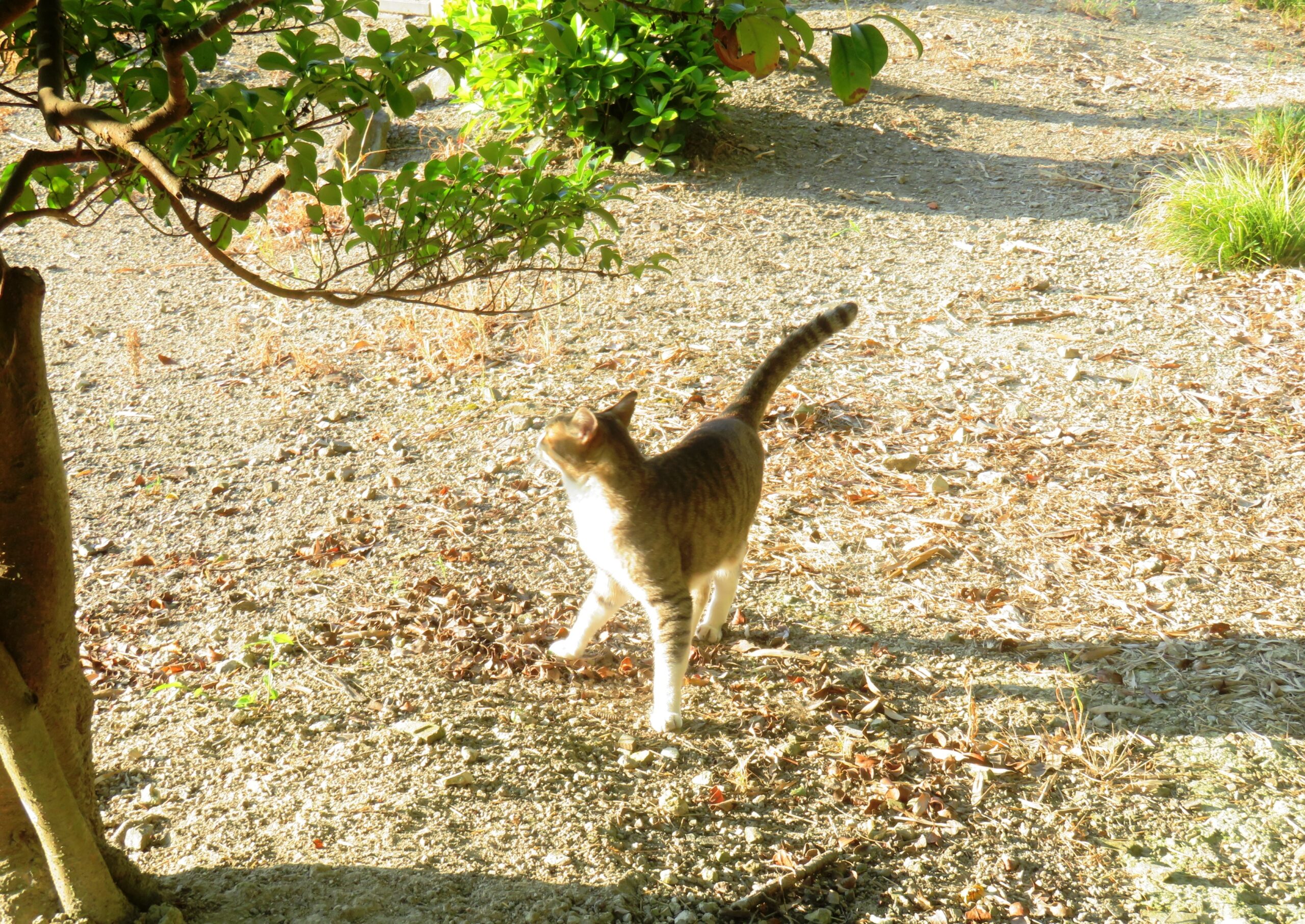 ねこ、風太　巡回