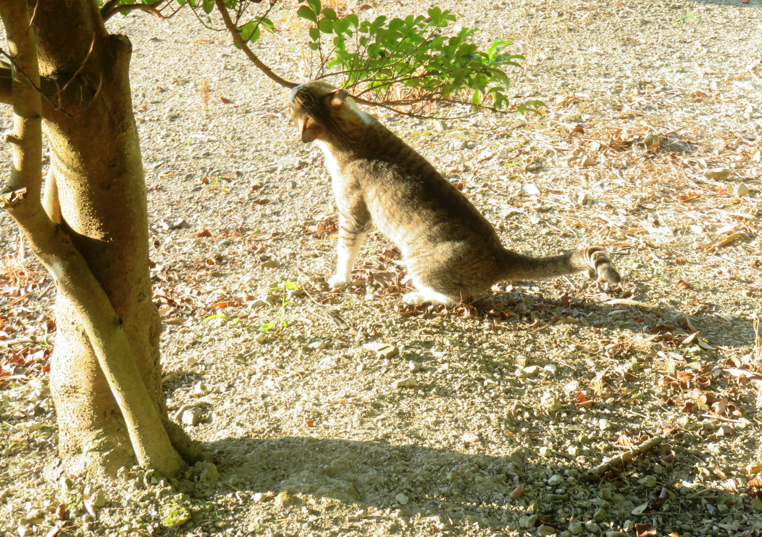 ねこ、風太　巡回