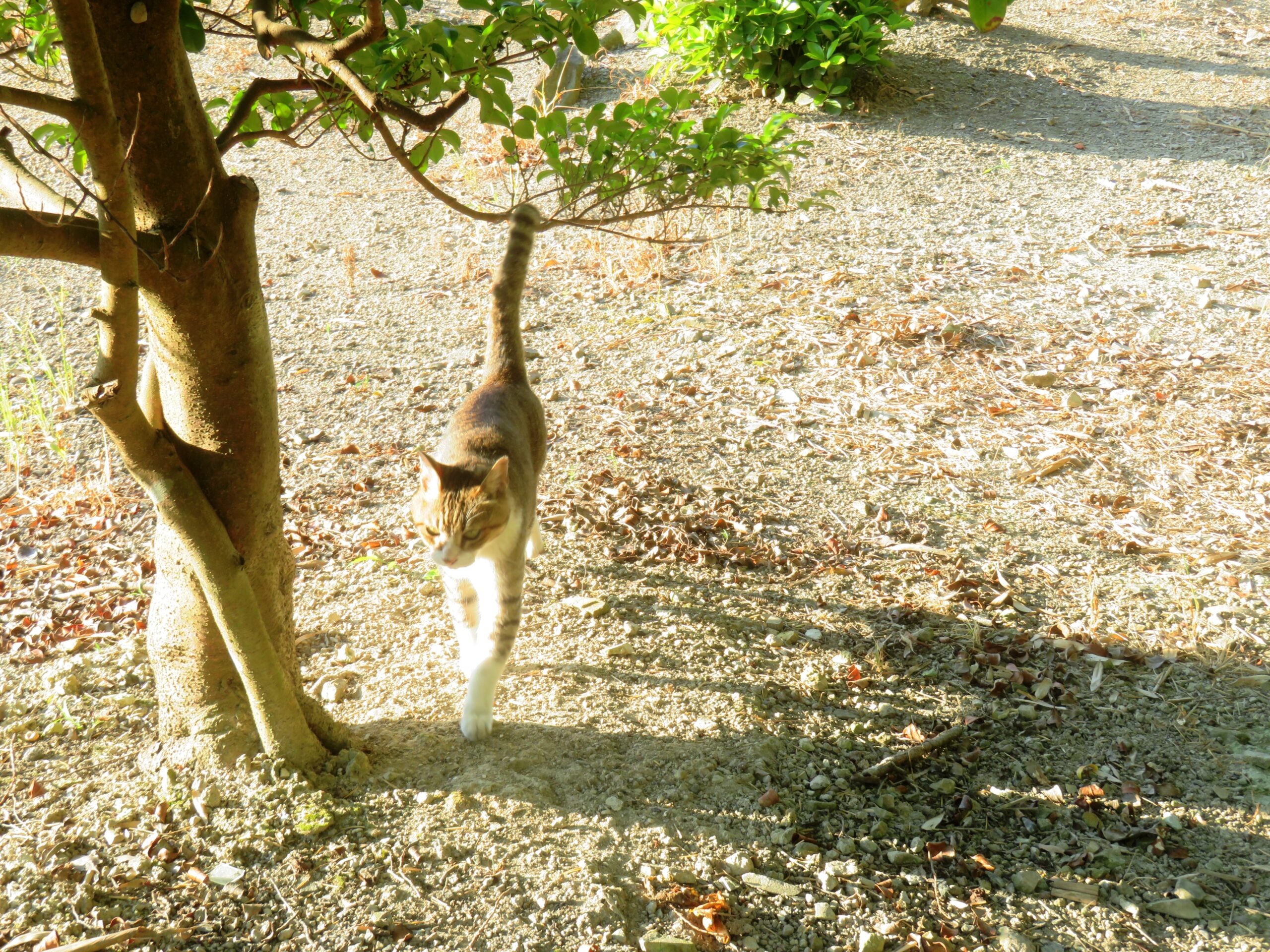 ねこ、風太　巡回