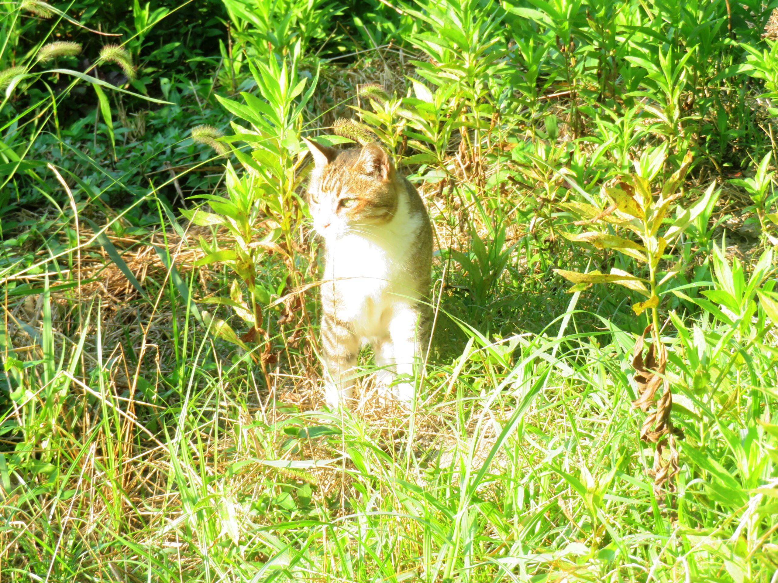 ねこ、風太　巡回