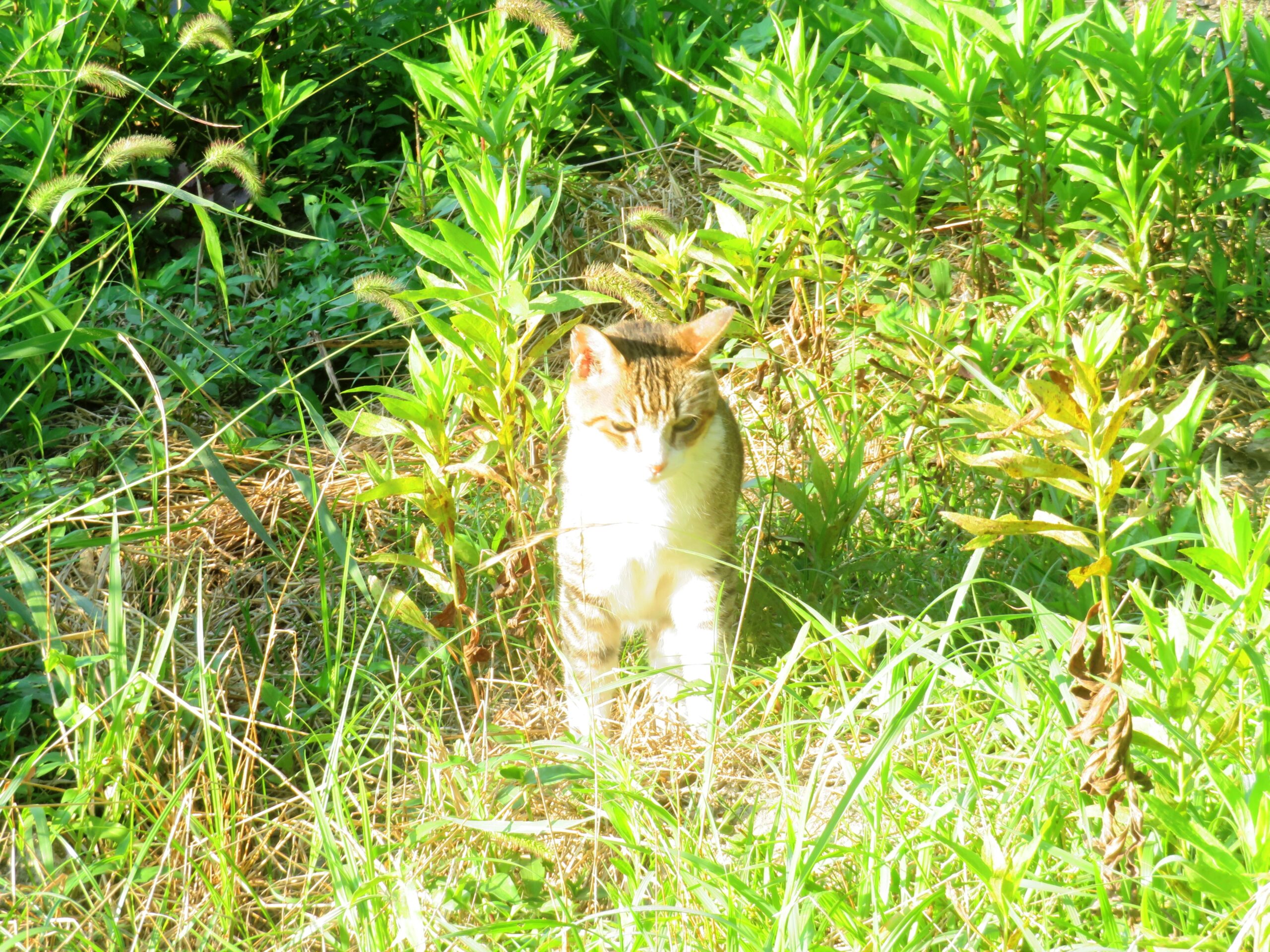 ねこ、風太　巡回