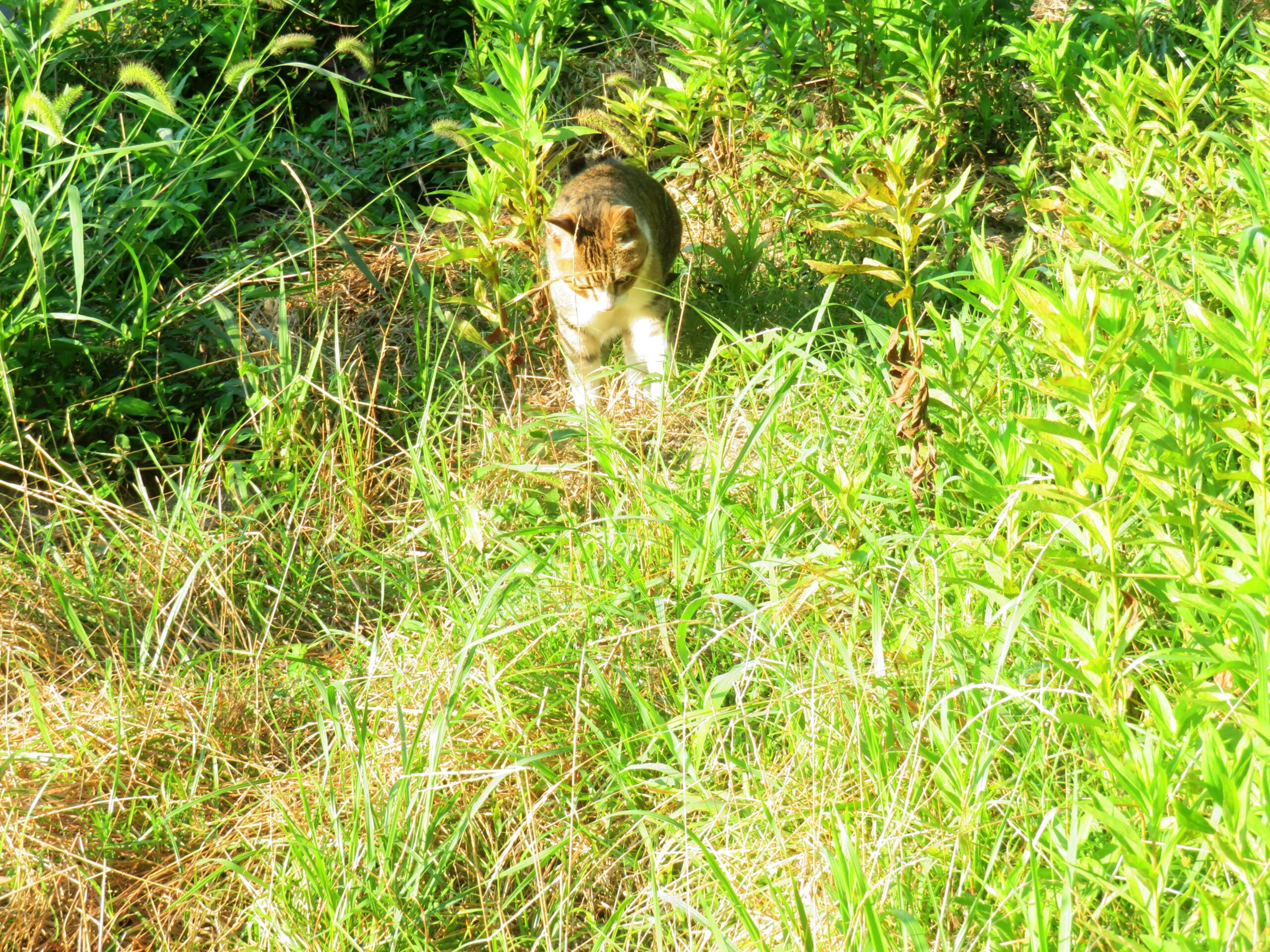 ねこ、風太　巡回