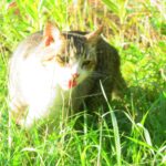 ねこ、風太　巡回