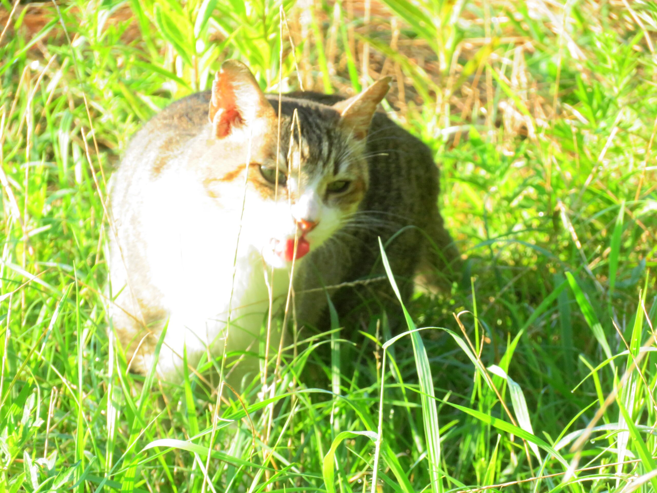 ねこ、風太　巡回