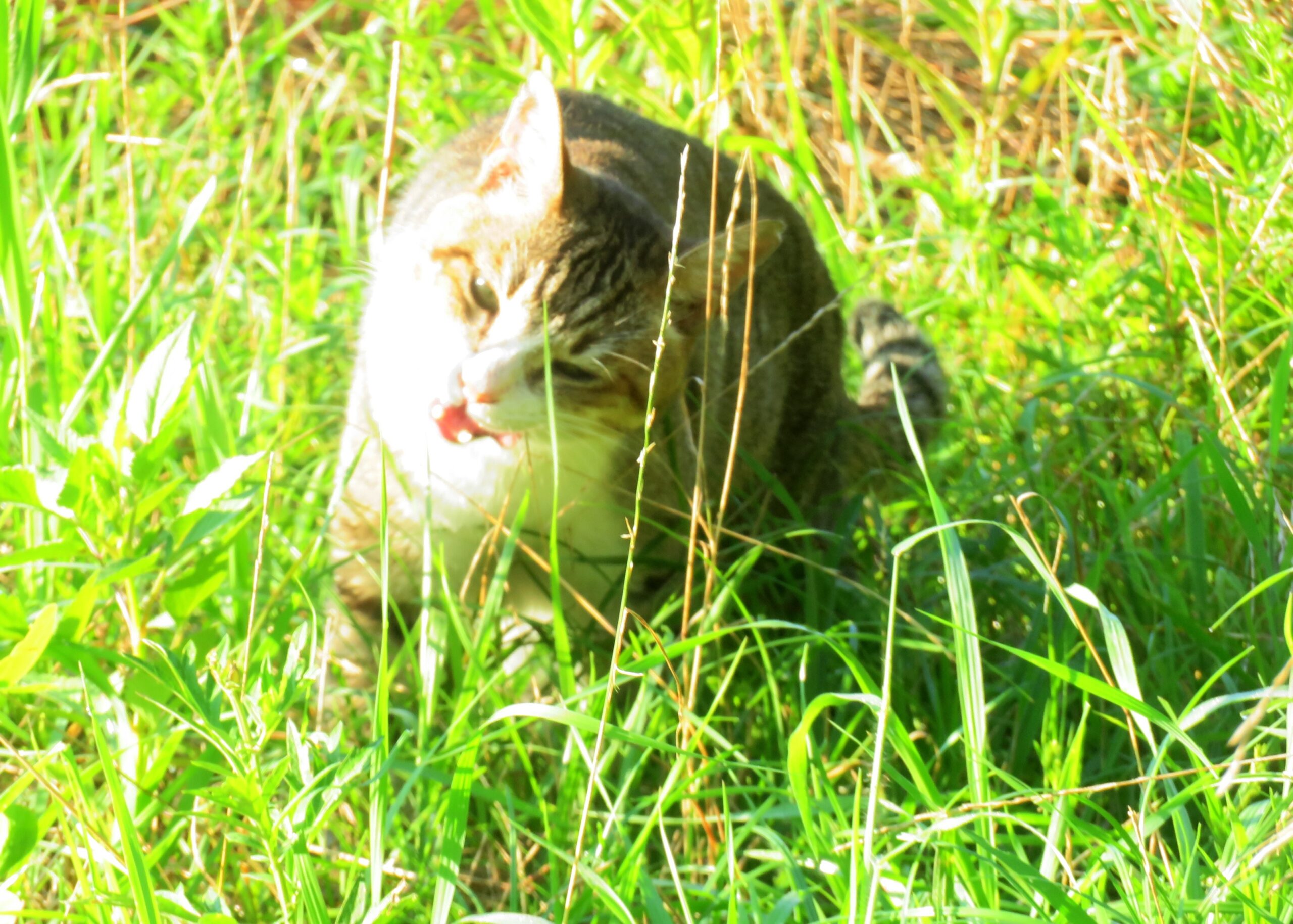 ねこ、風太　巡回