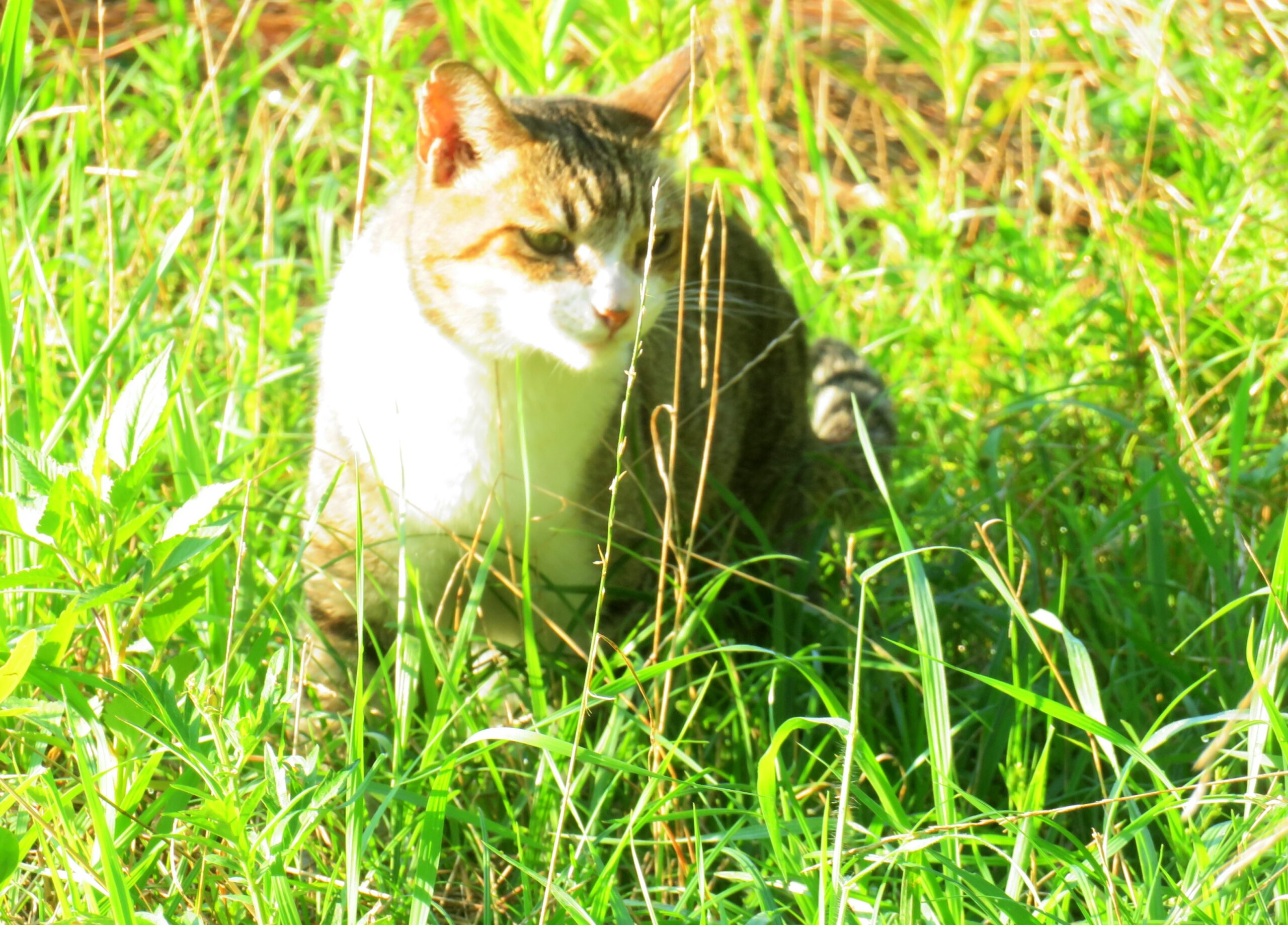 ねこ、風太　巡回