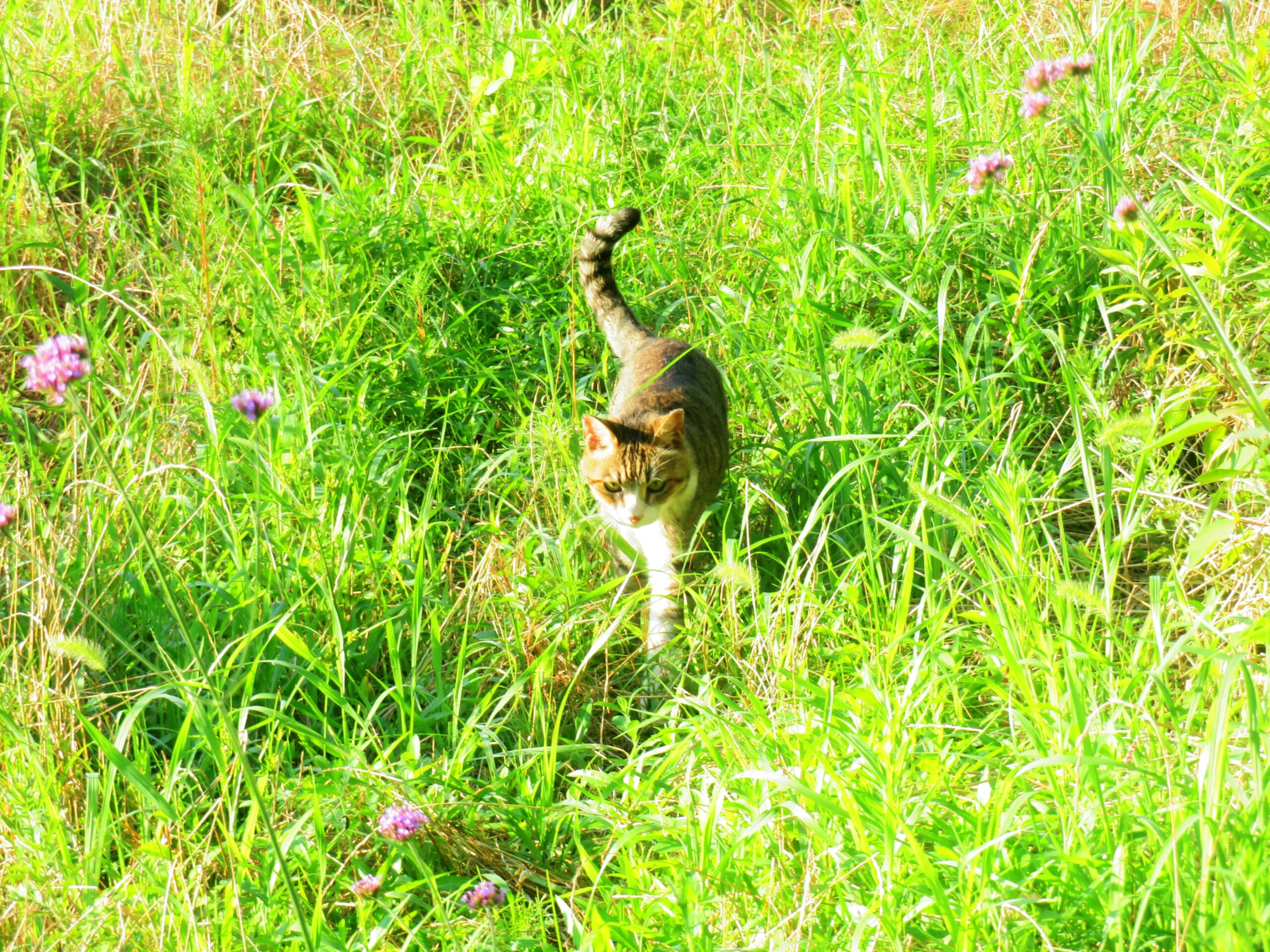 ねこ、風太　巡回