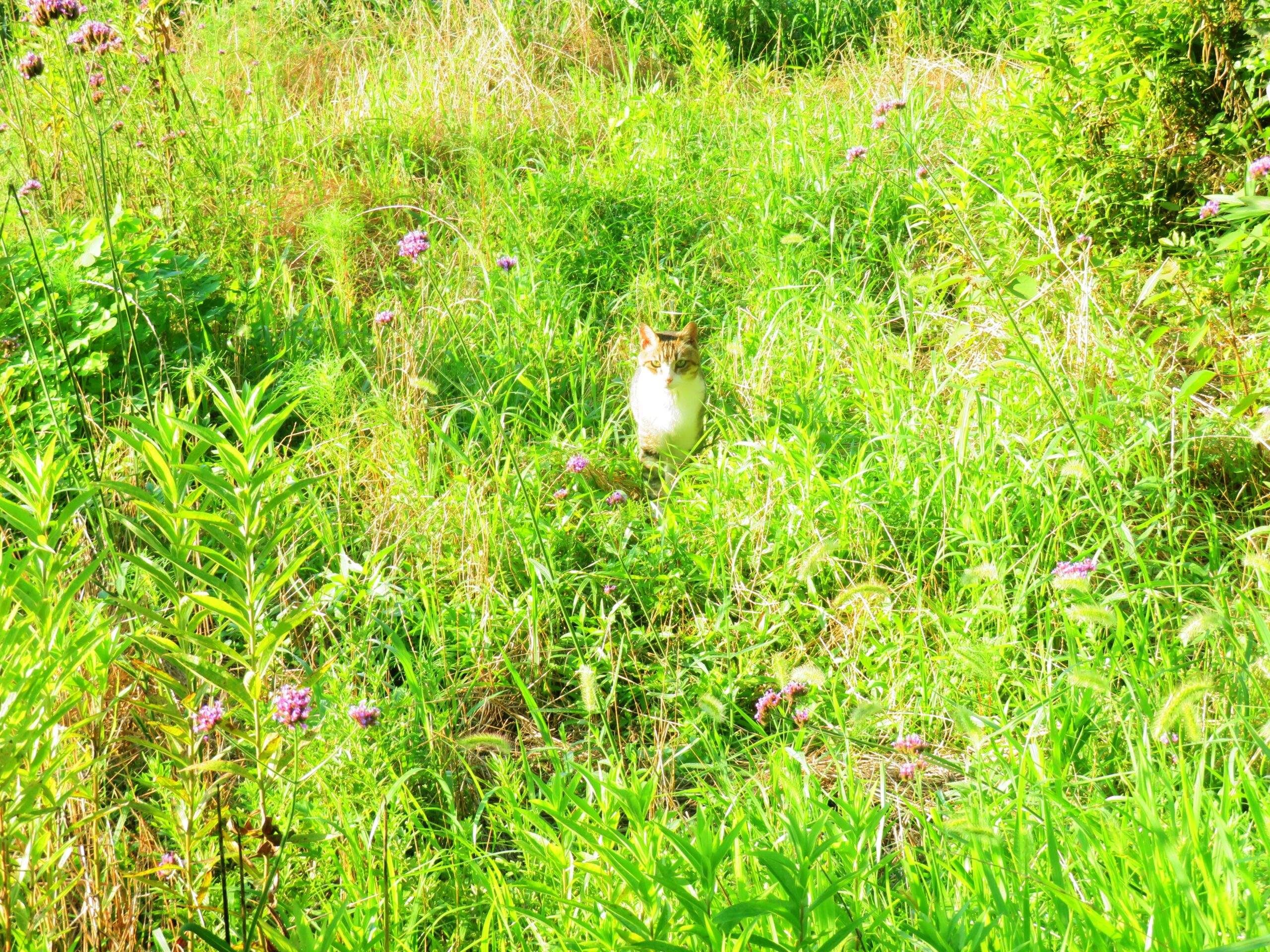 ねこ、風太　巡回