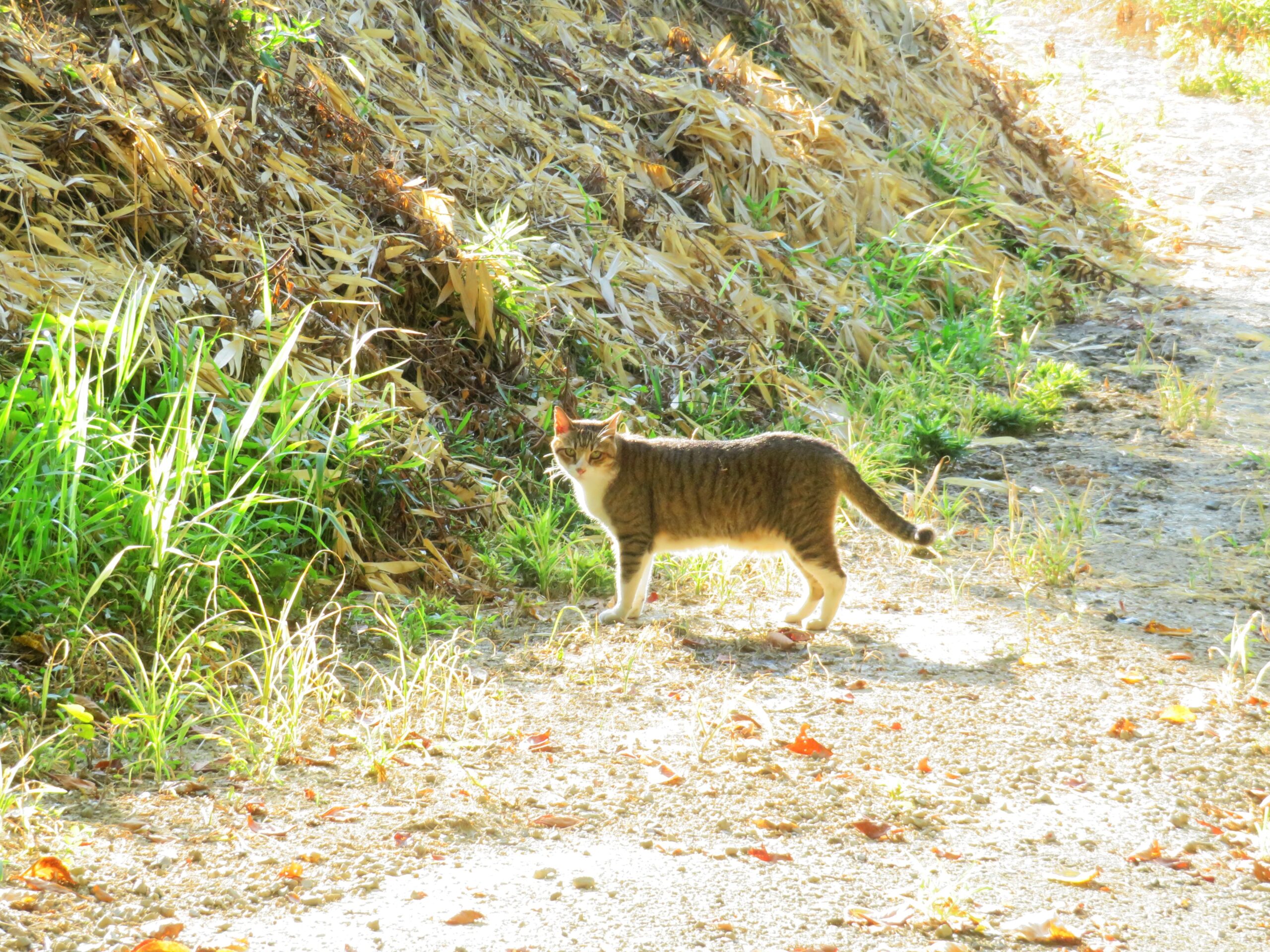 ねこ、風太　巡回