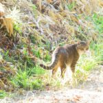 ねこ、風太　巡回