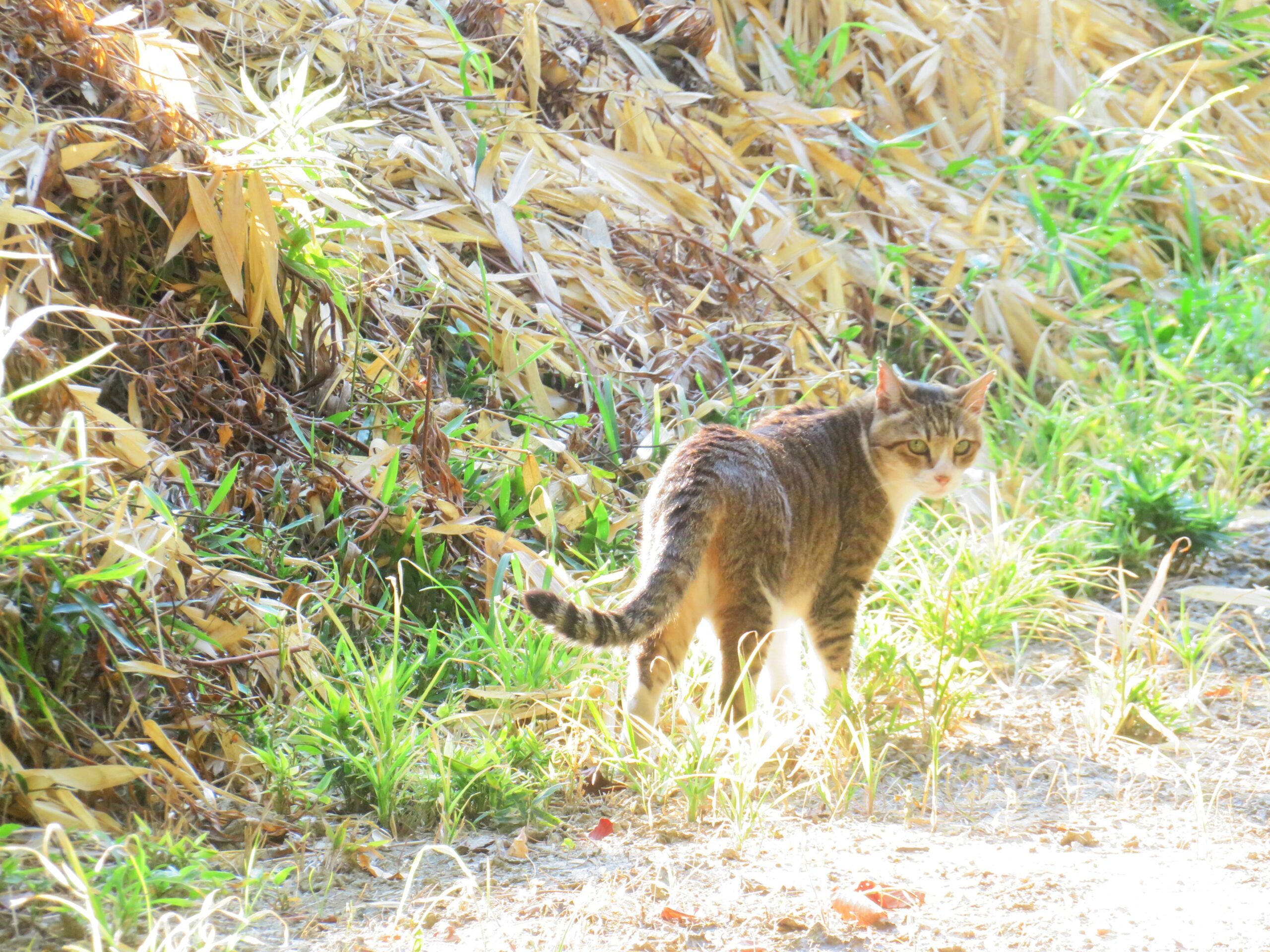 ねこ、風太　巡回