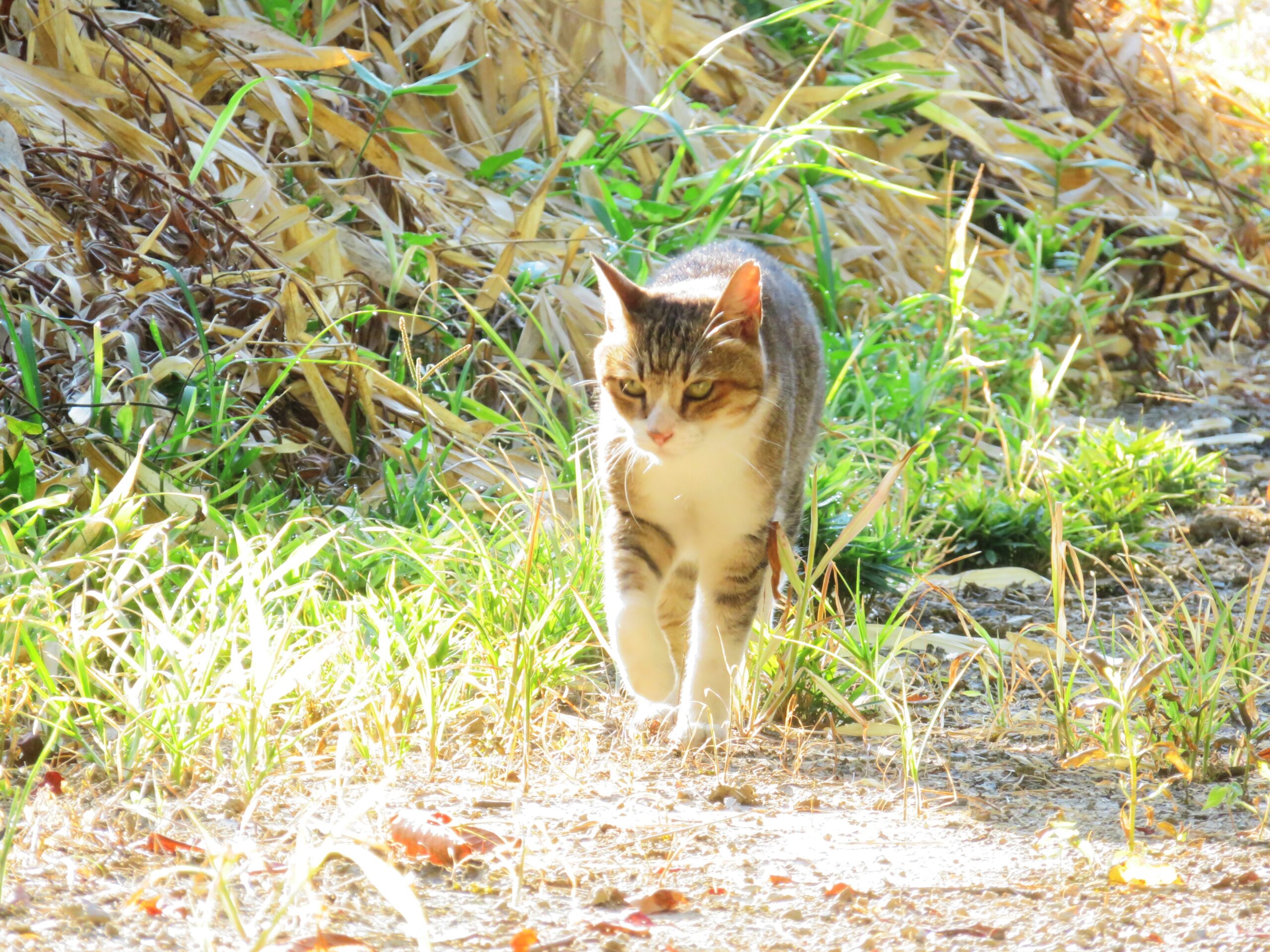 ねこ、風太　巡回