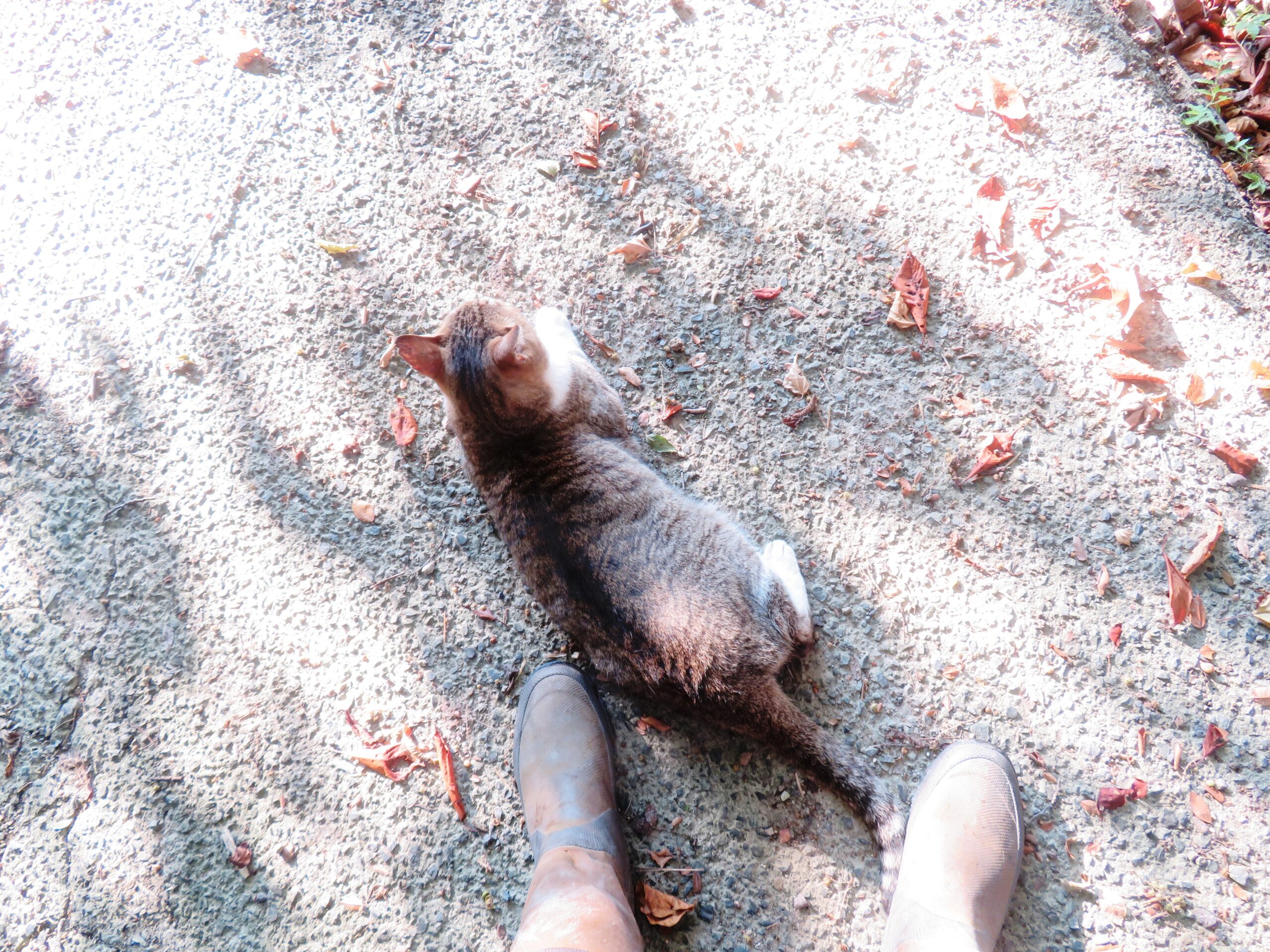 ねこ、風太　巡回