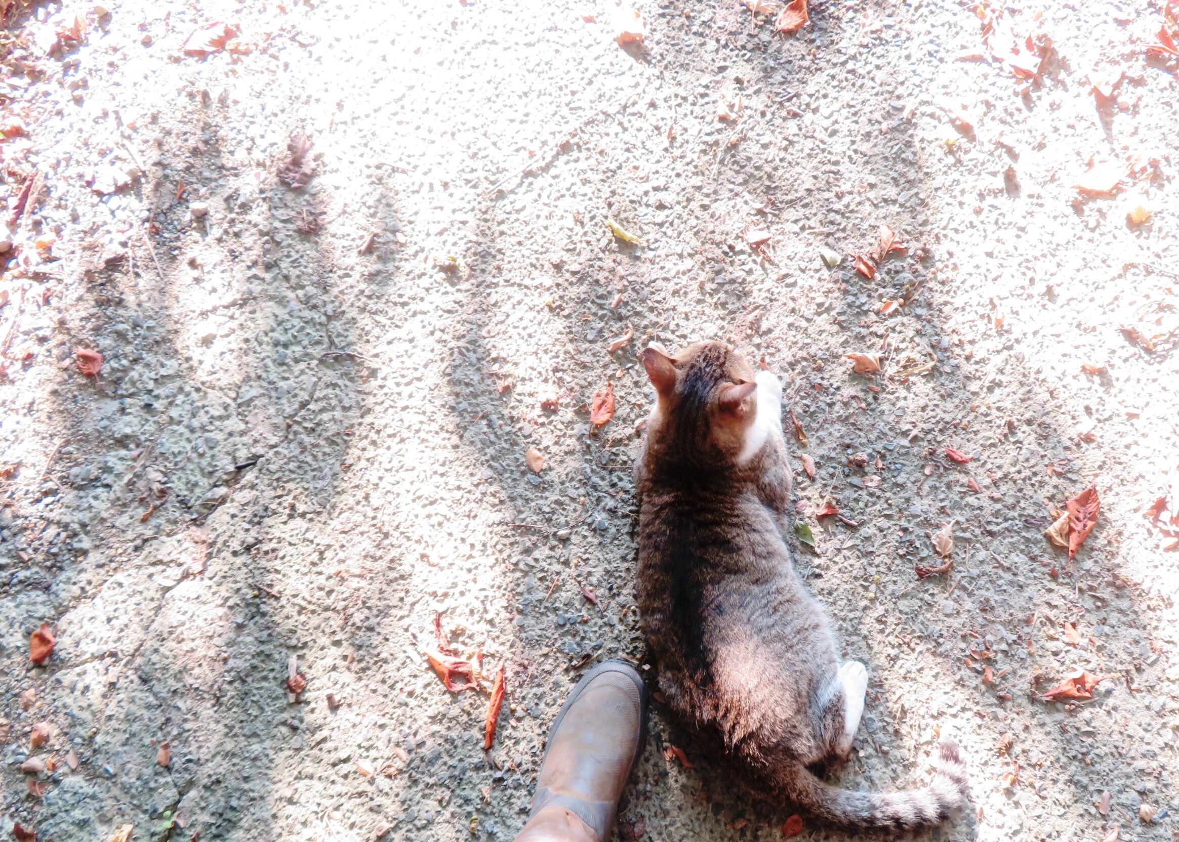 ねこ、風太　巡回