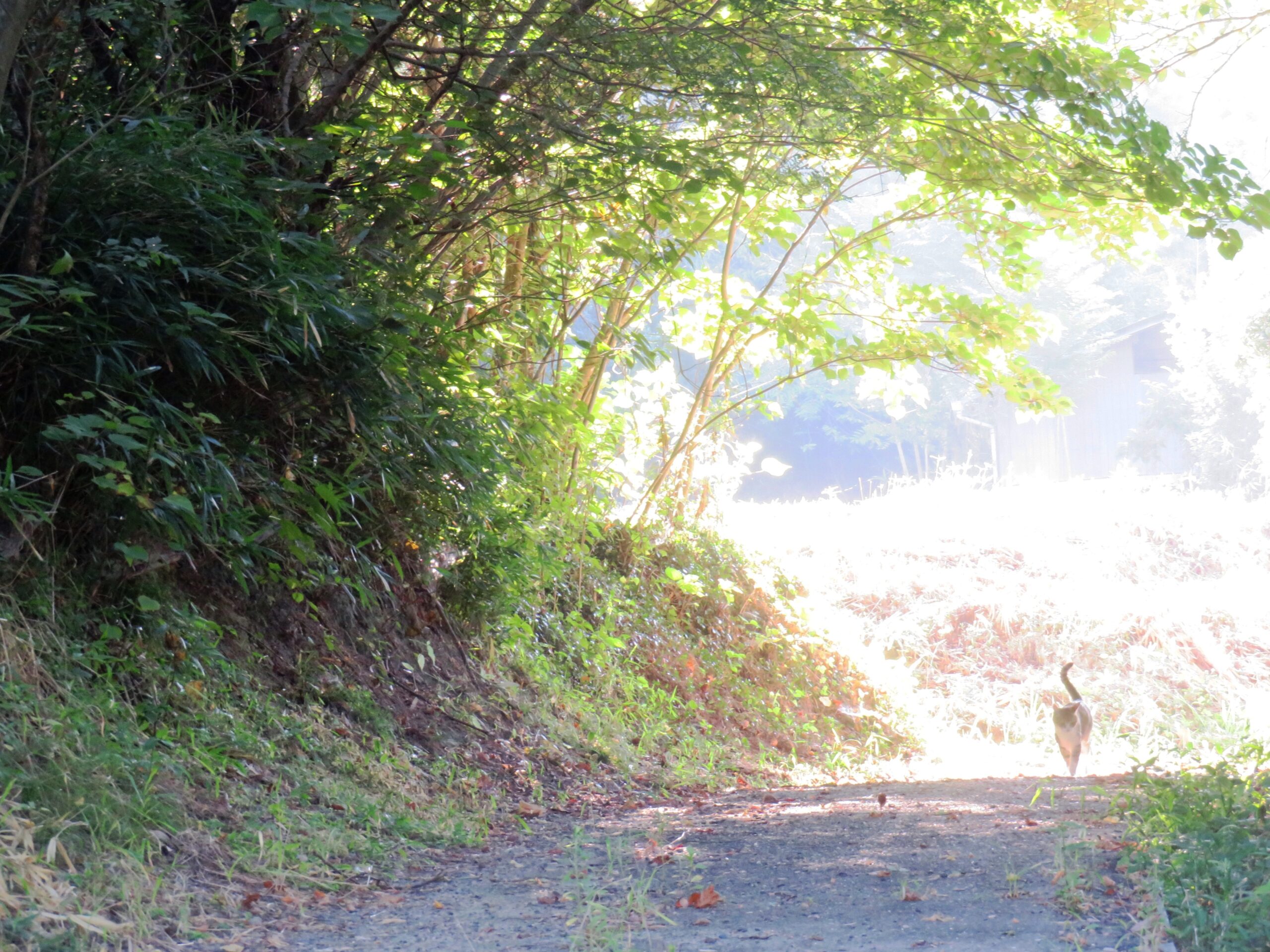 ねこ、風太　巡回