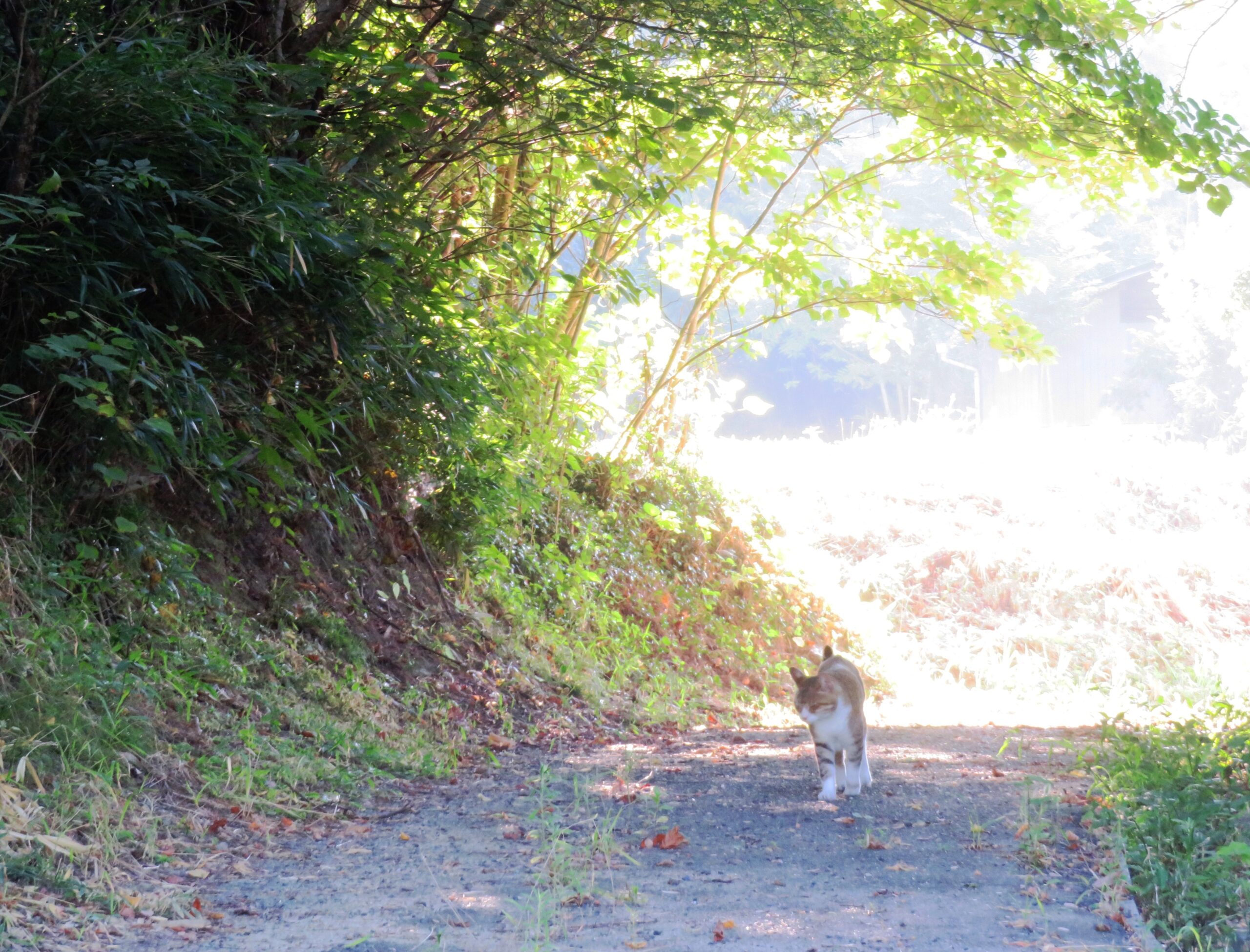 ねこ、風太　巡回