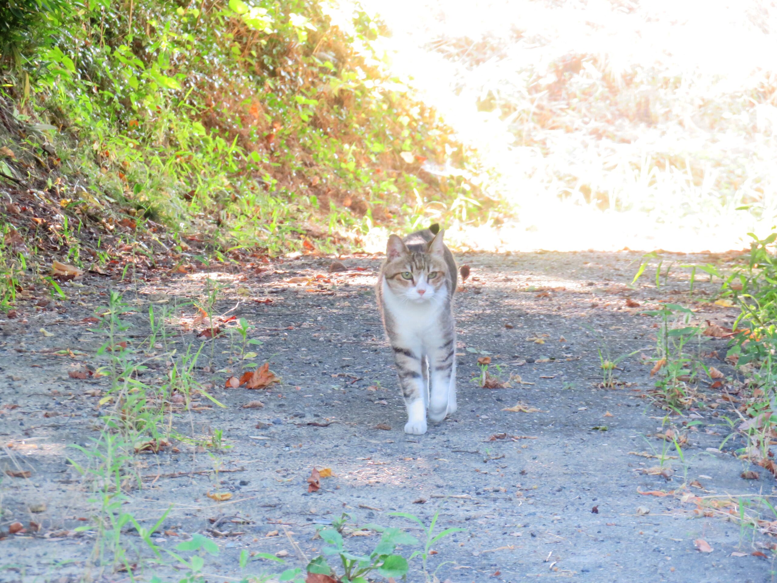 ねこ、風太　巡回