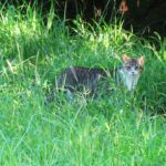 ねこ、風太　巡回