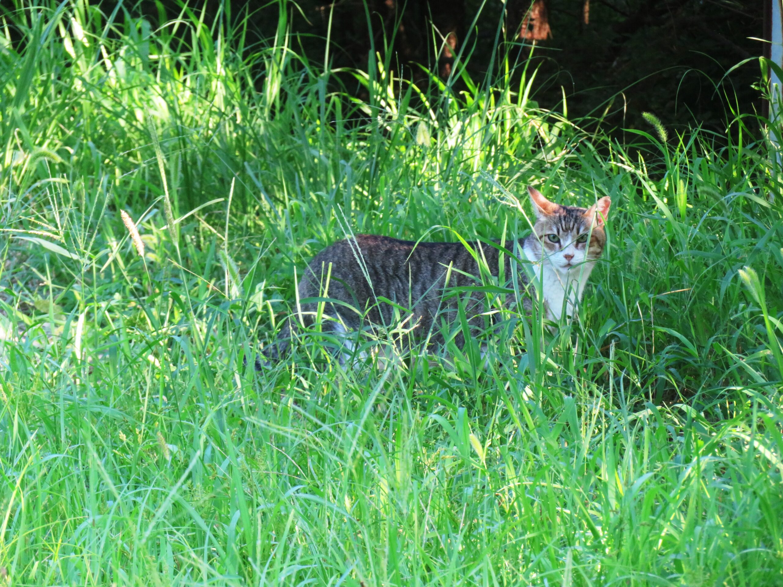 ねこ、風太　巡回