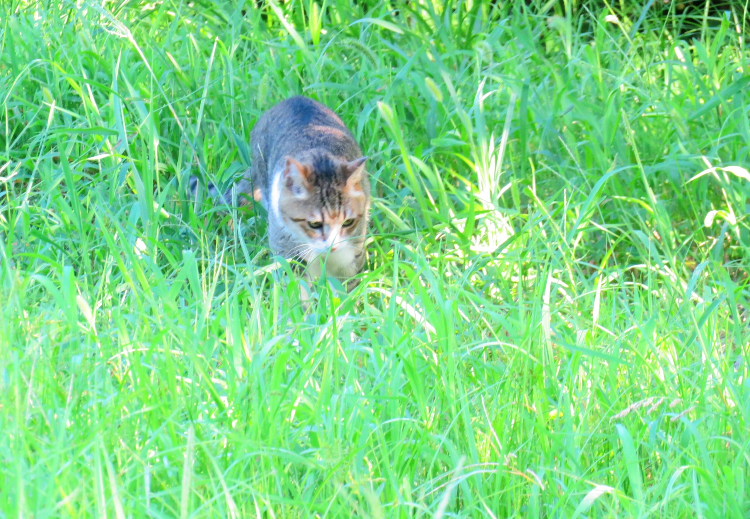 ねこ、風太　巡回