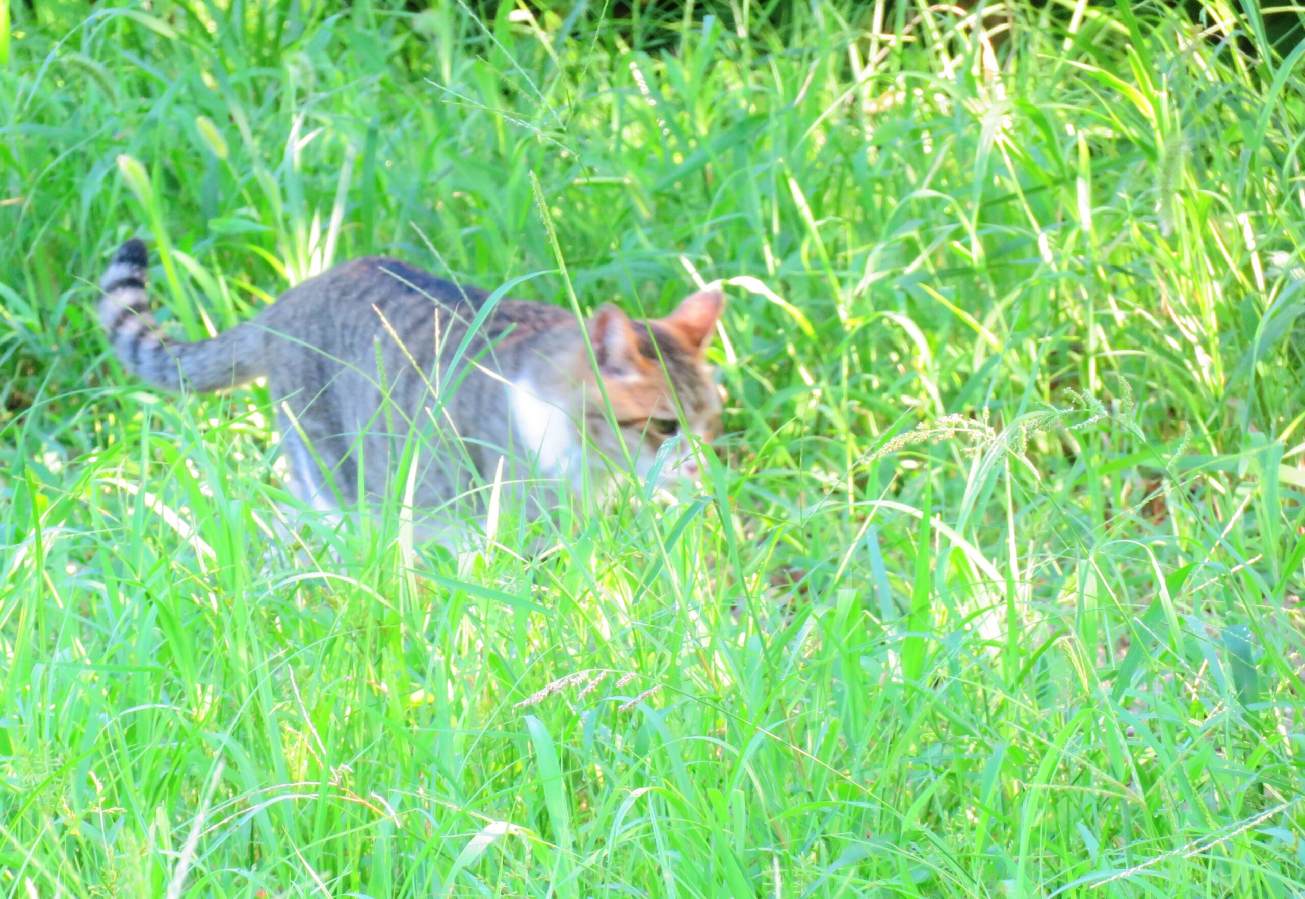 ねこ、風太　巡回