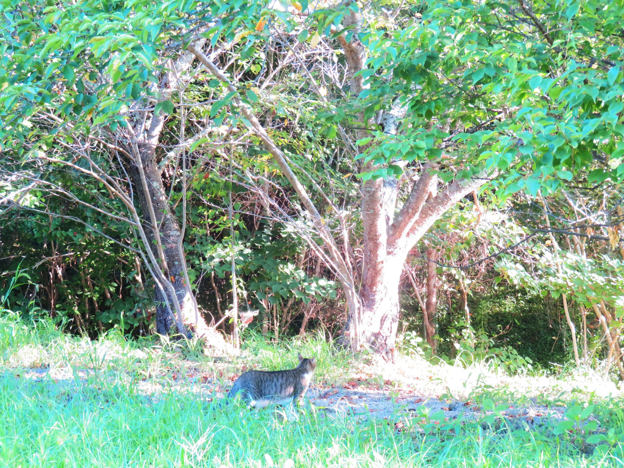 ねこ、風太　巡回