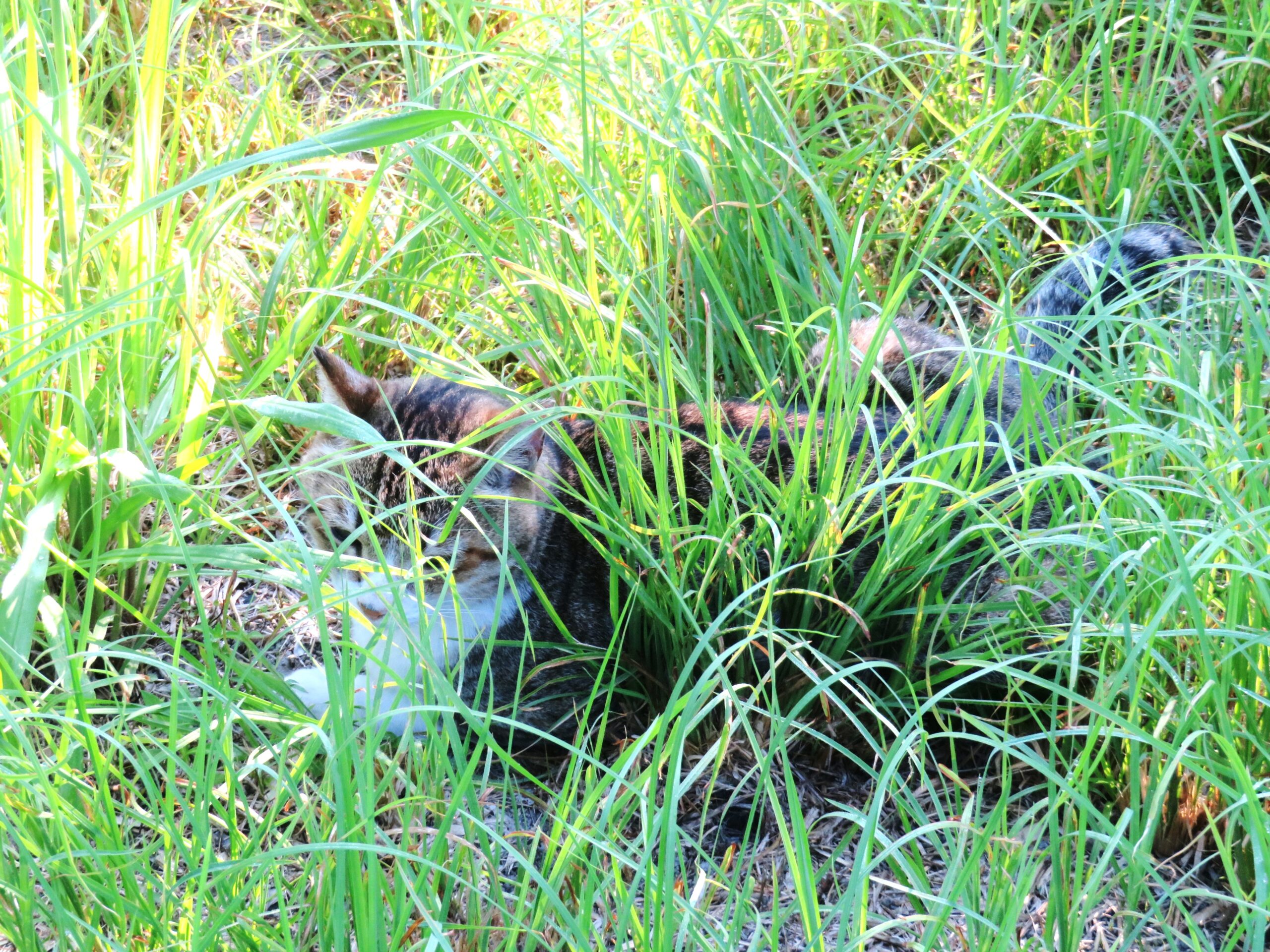 ねこ、風太　巡回