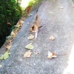 ねこ、風太　巡回