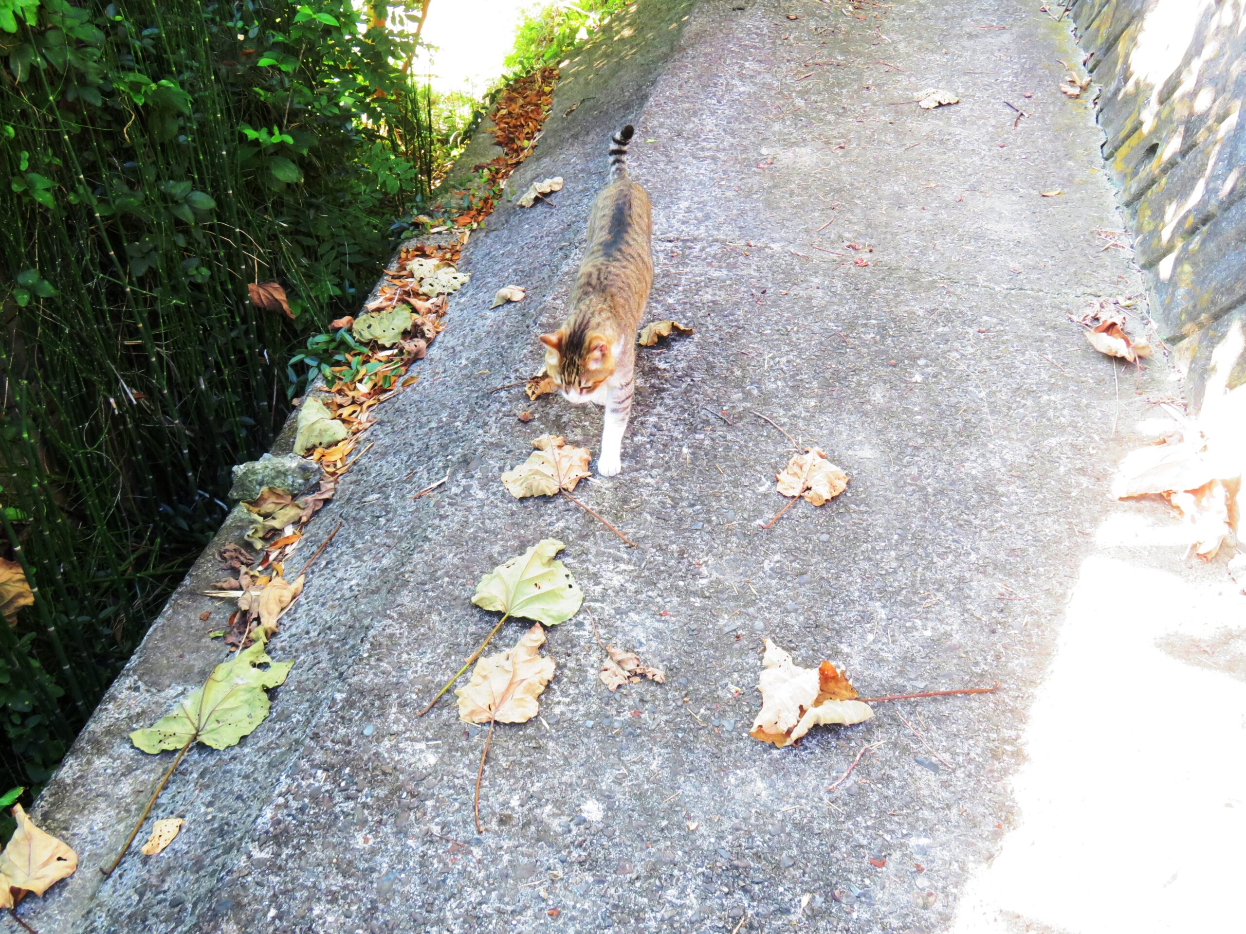 ねこ、風太　巡回