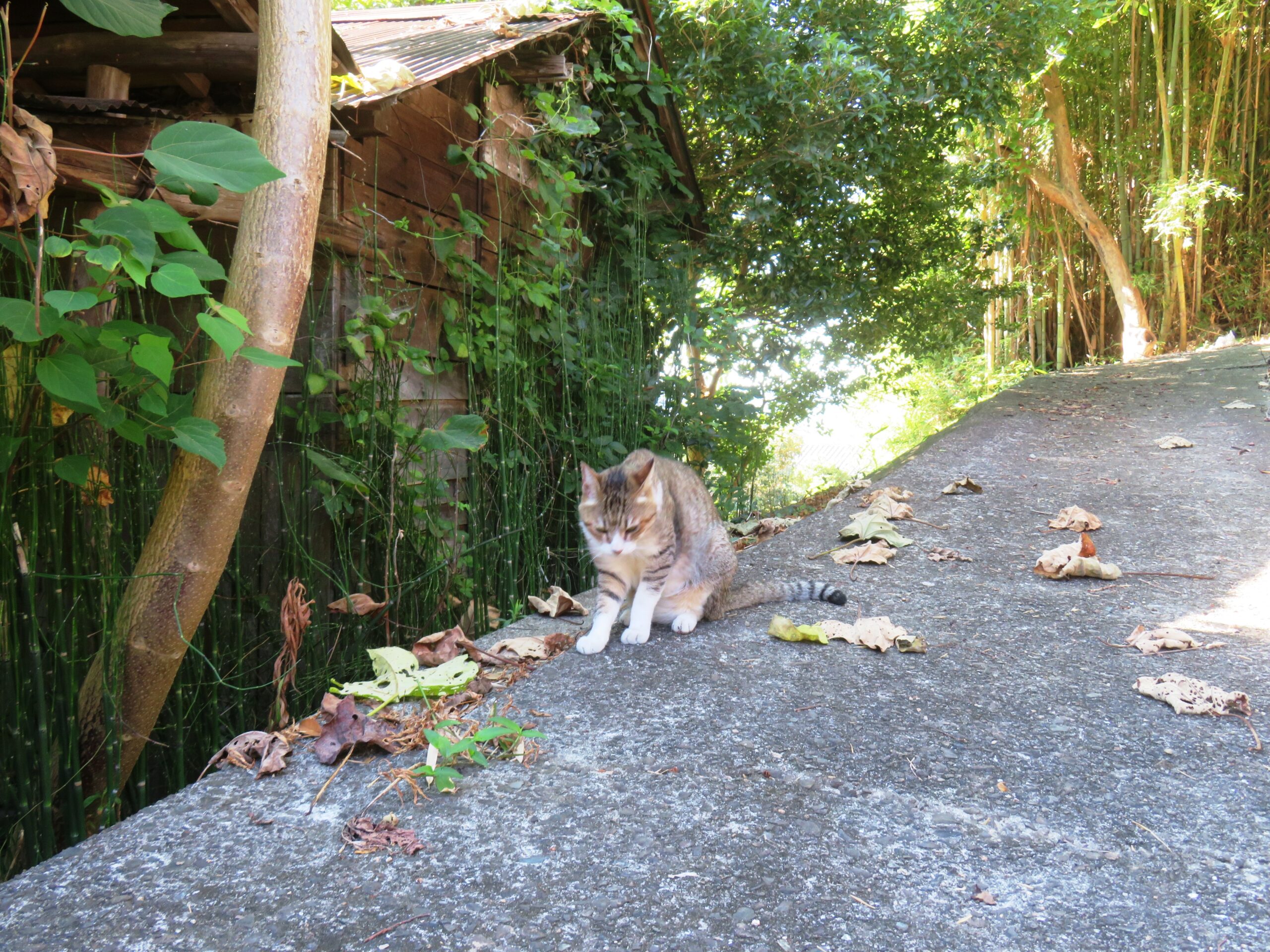 ねこ、風太　巡回