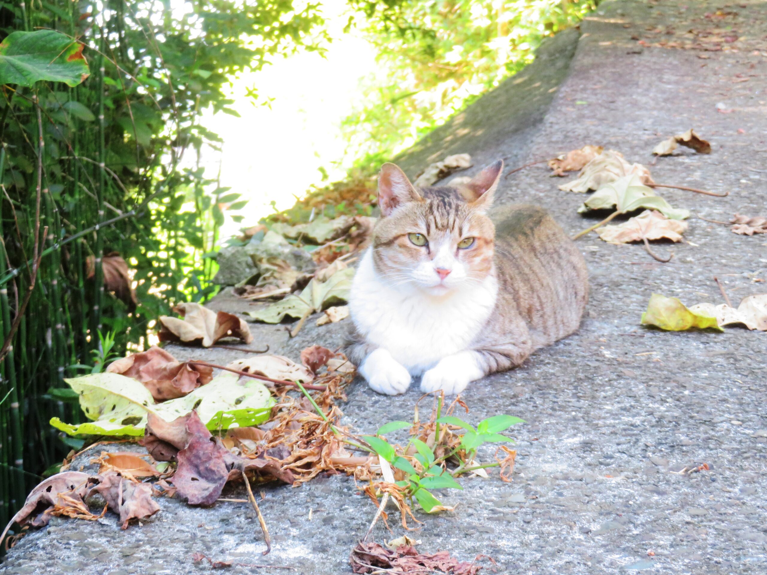 ねこ、風太　巡回