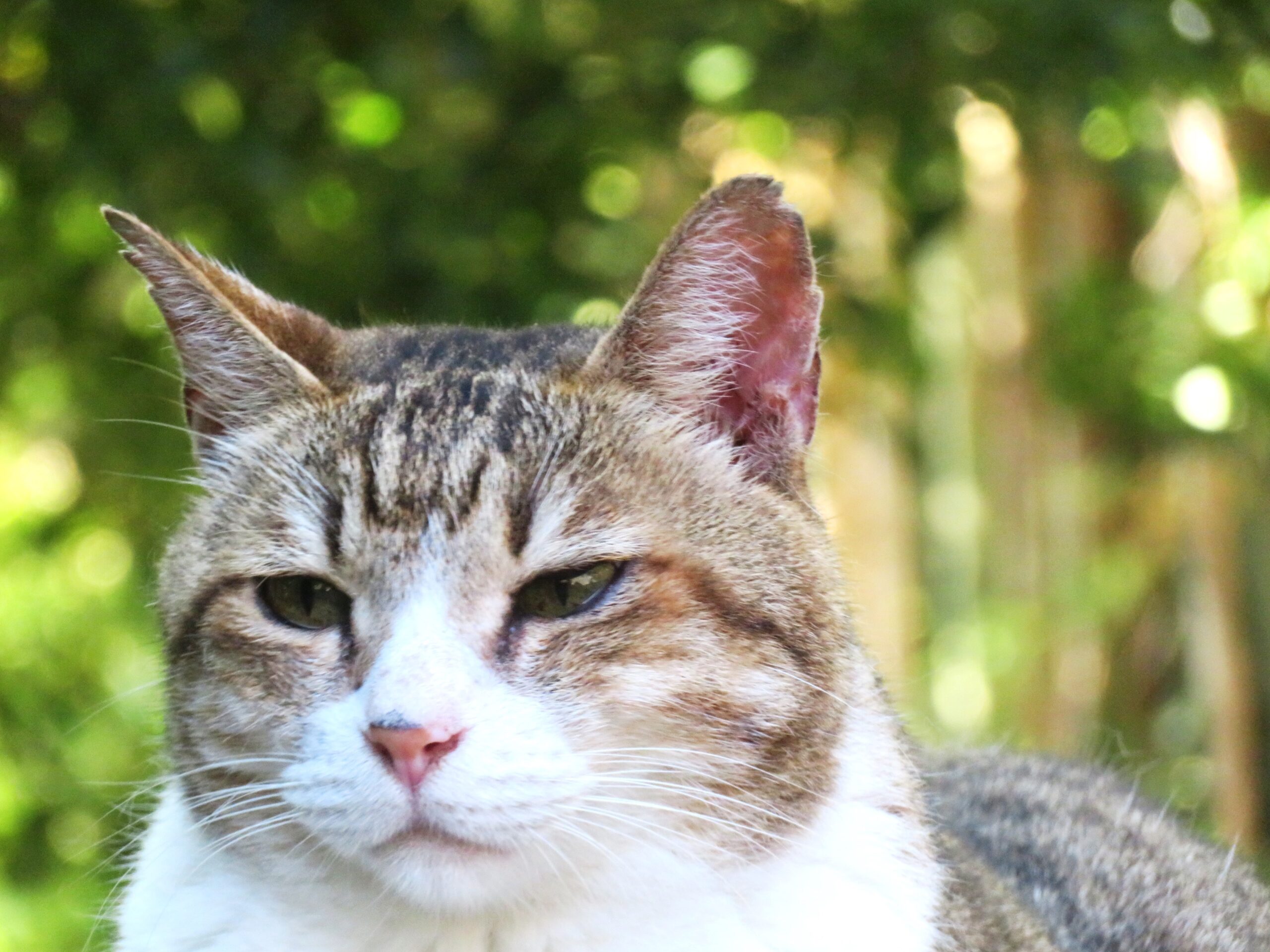 ねこ、風太　巡回