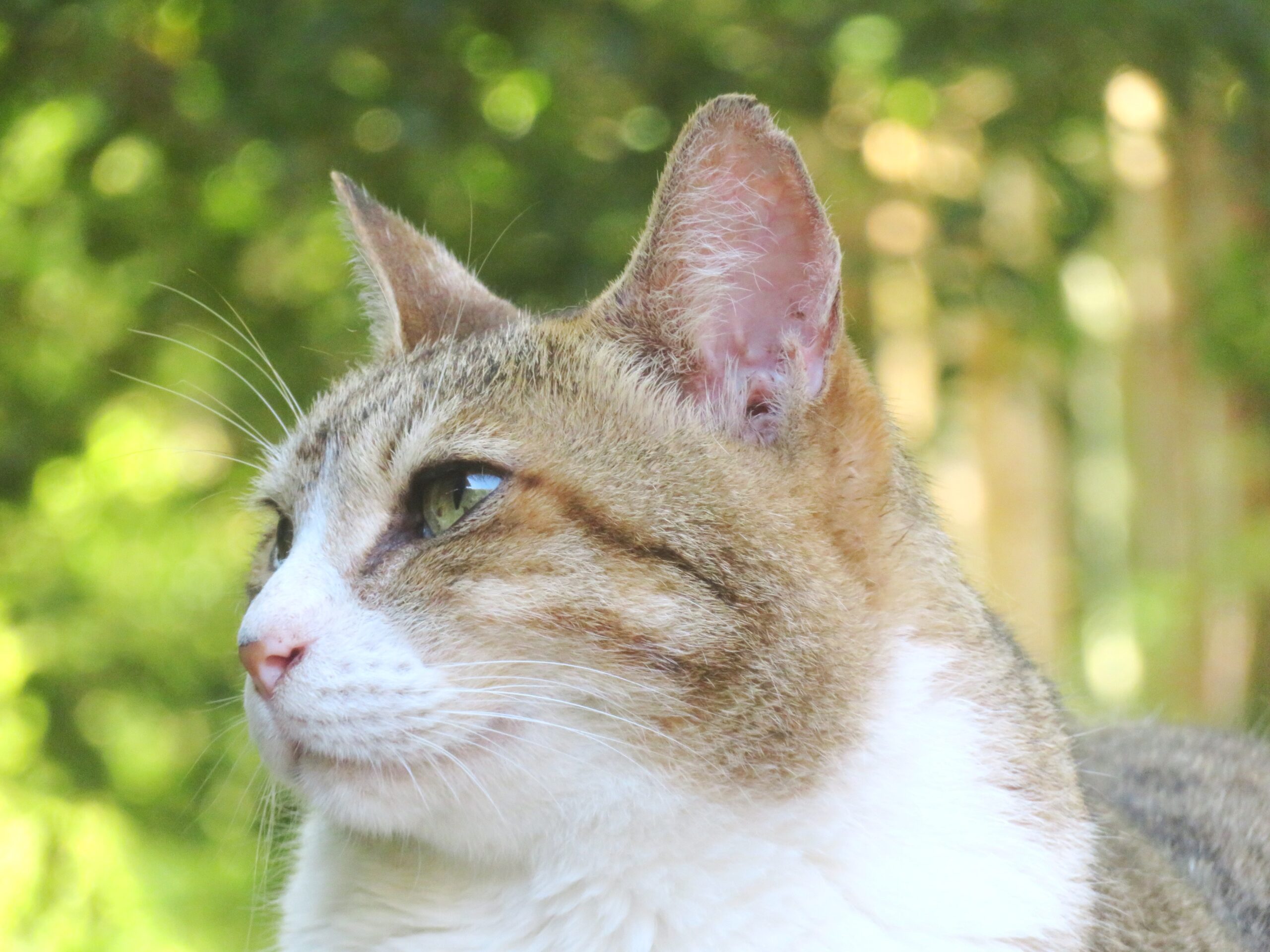 ねこ、風太　巡回