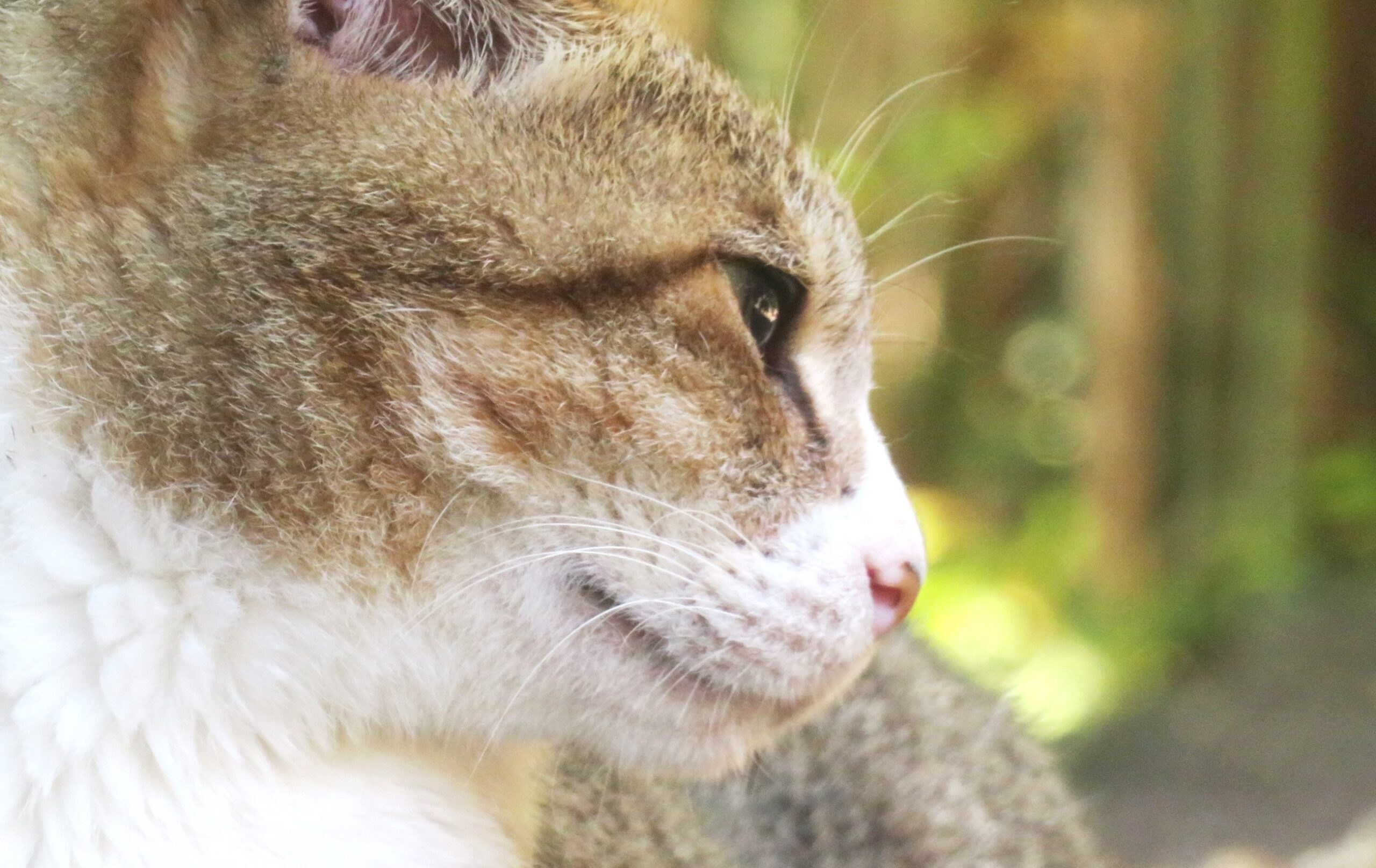 ねこ、風太　巡回