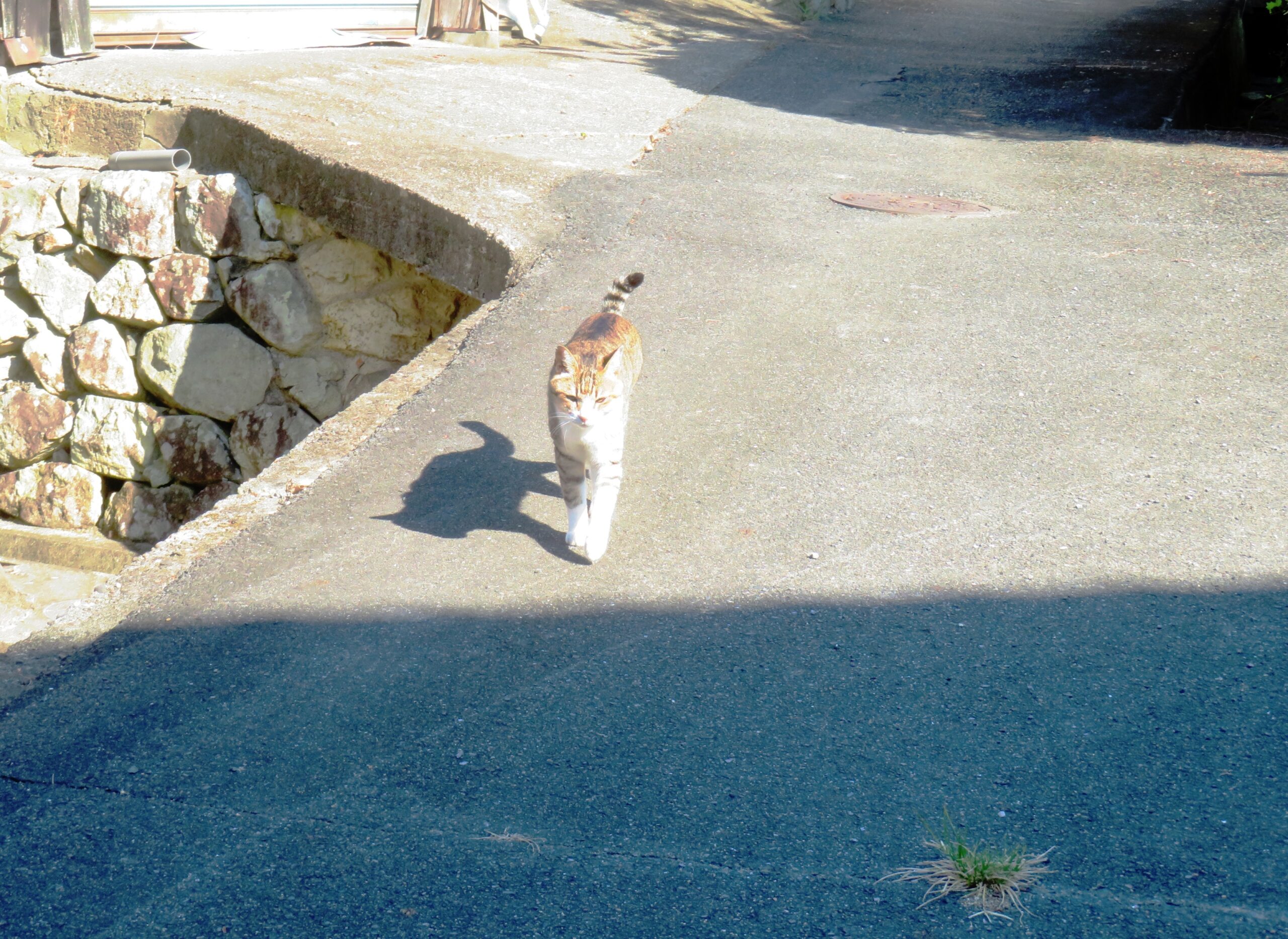 ねこ、風太　巡回