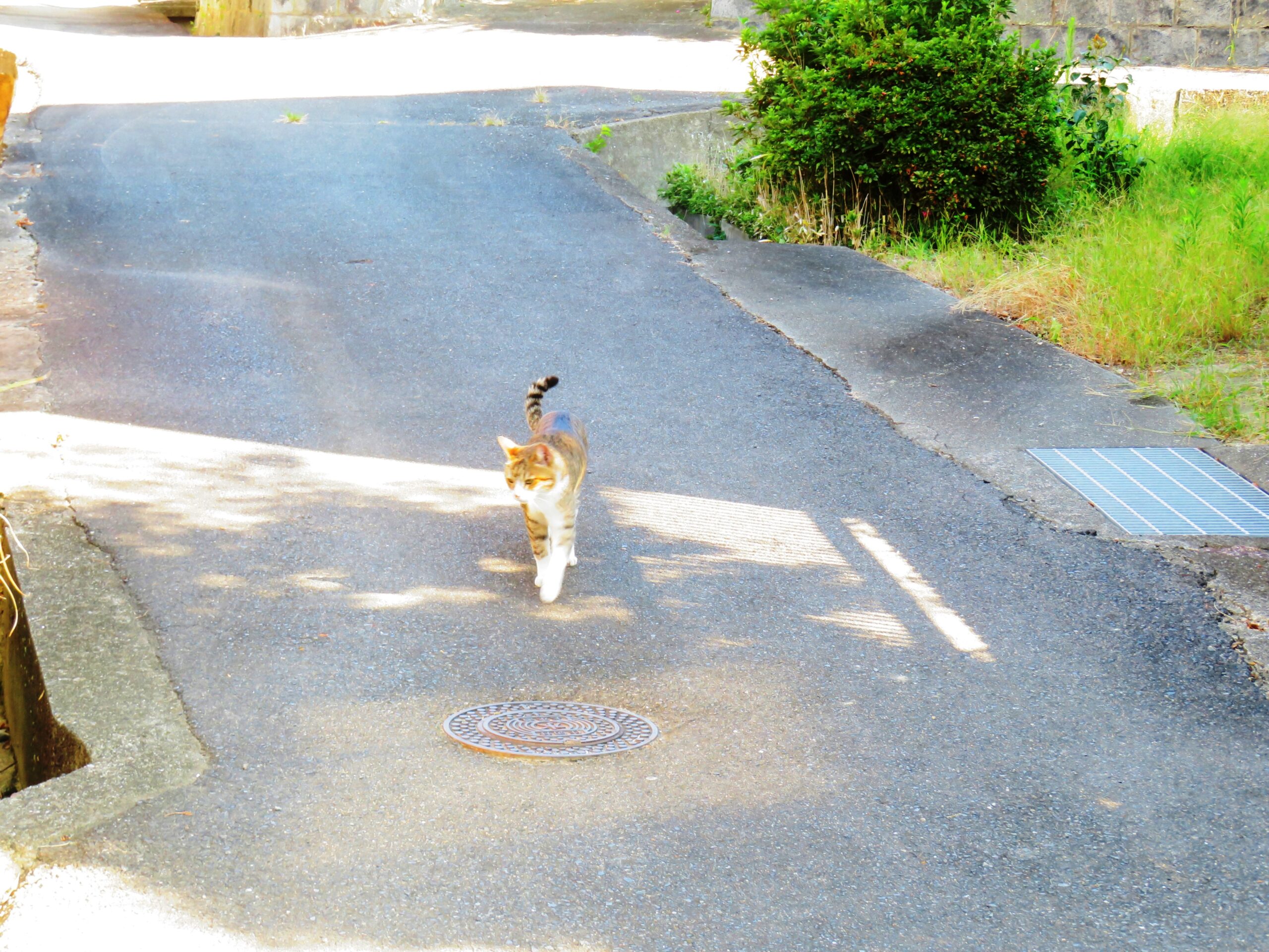 ねこ、風太　巡回