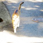 ねこ、風太　巡回