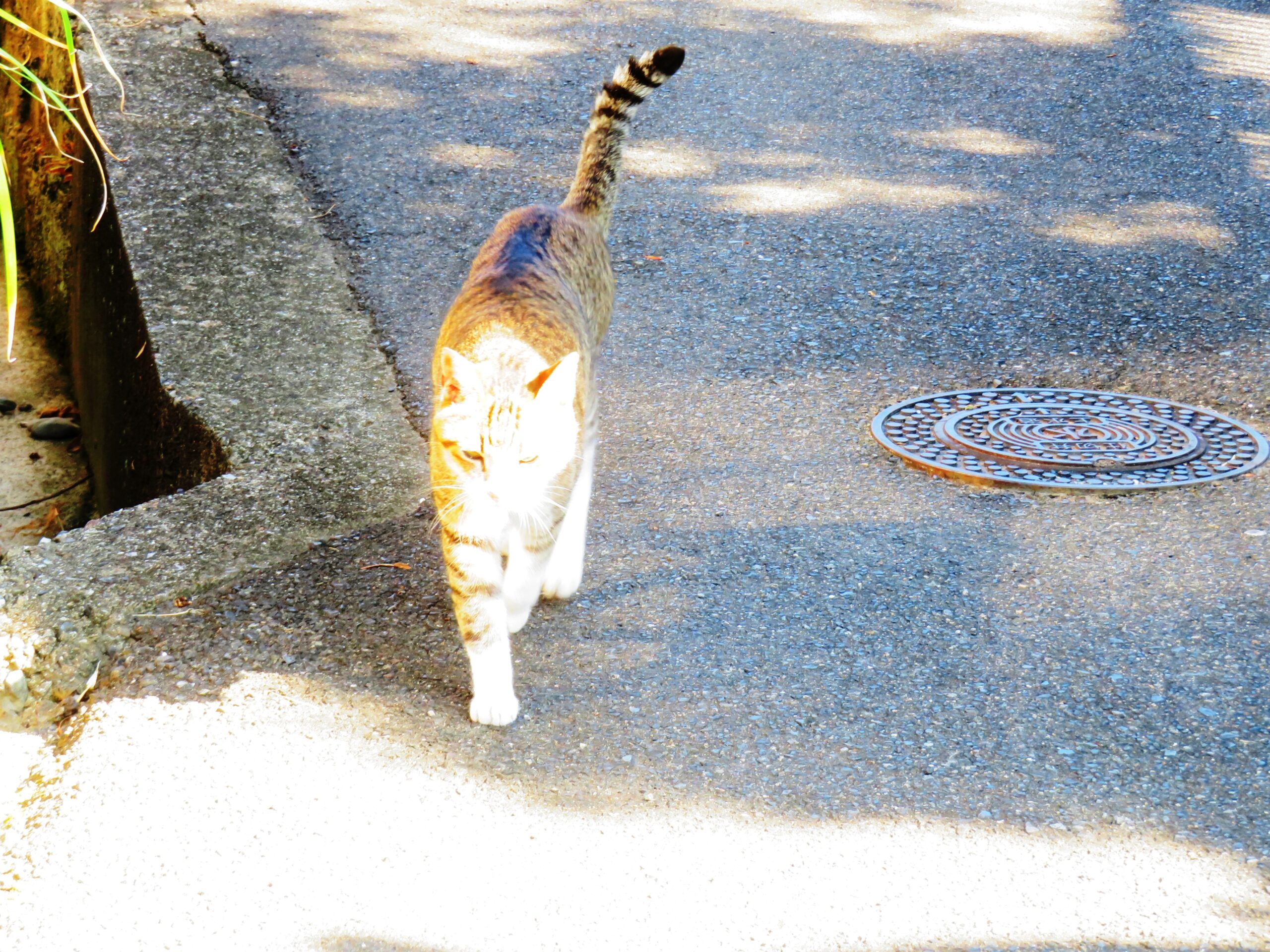 ねこ、風太　巡回