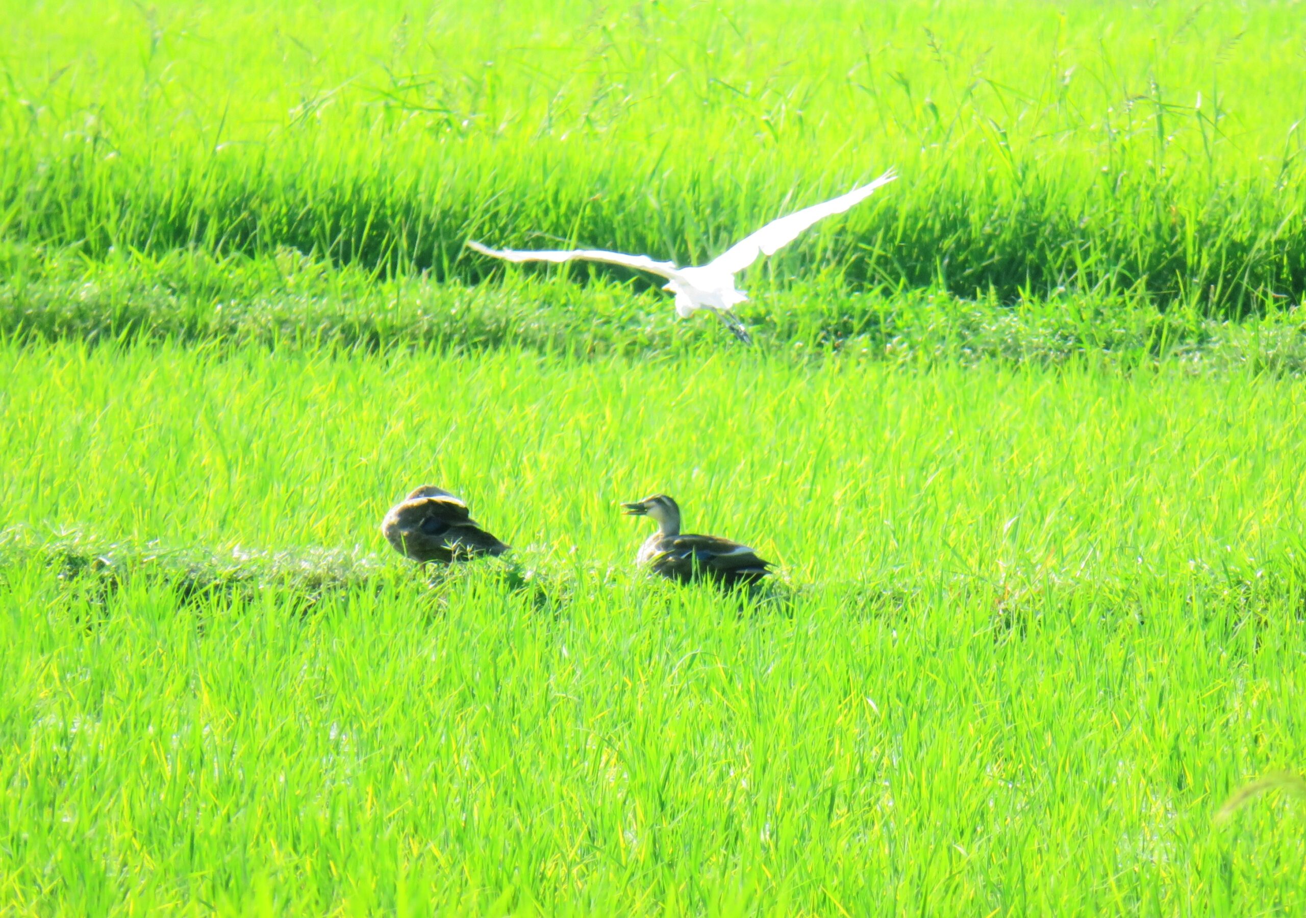 8月の田んぼと鴨と白鷺