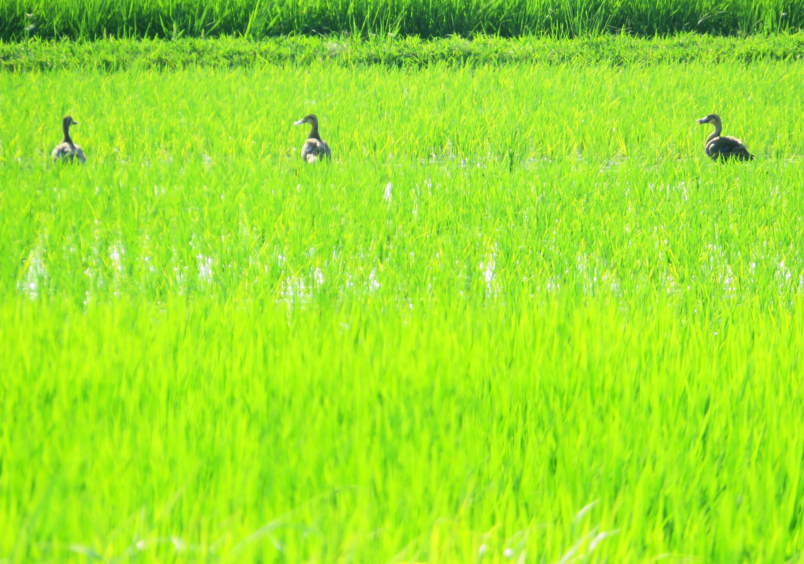 8月の田んぼと鴨