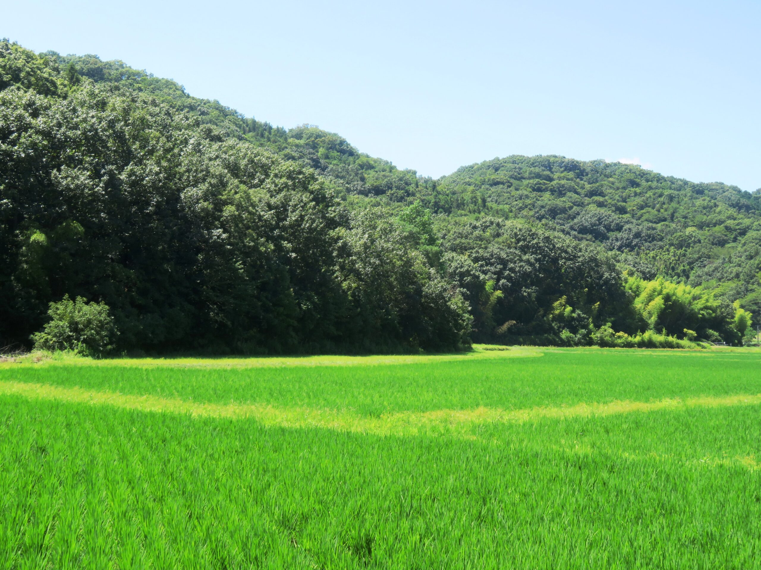 8月の田舎