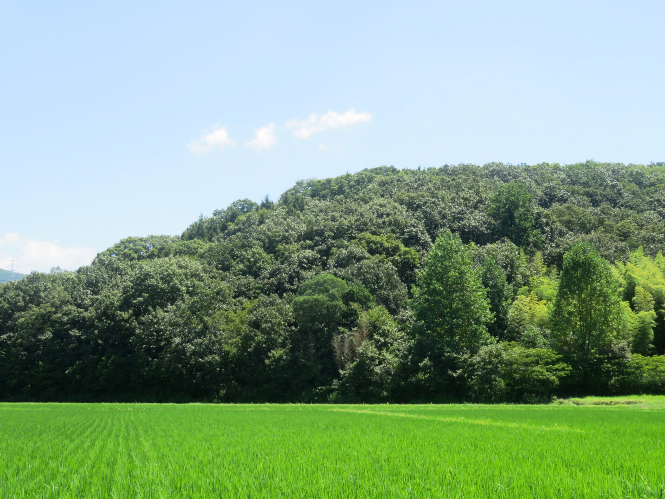 8月の田舎